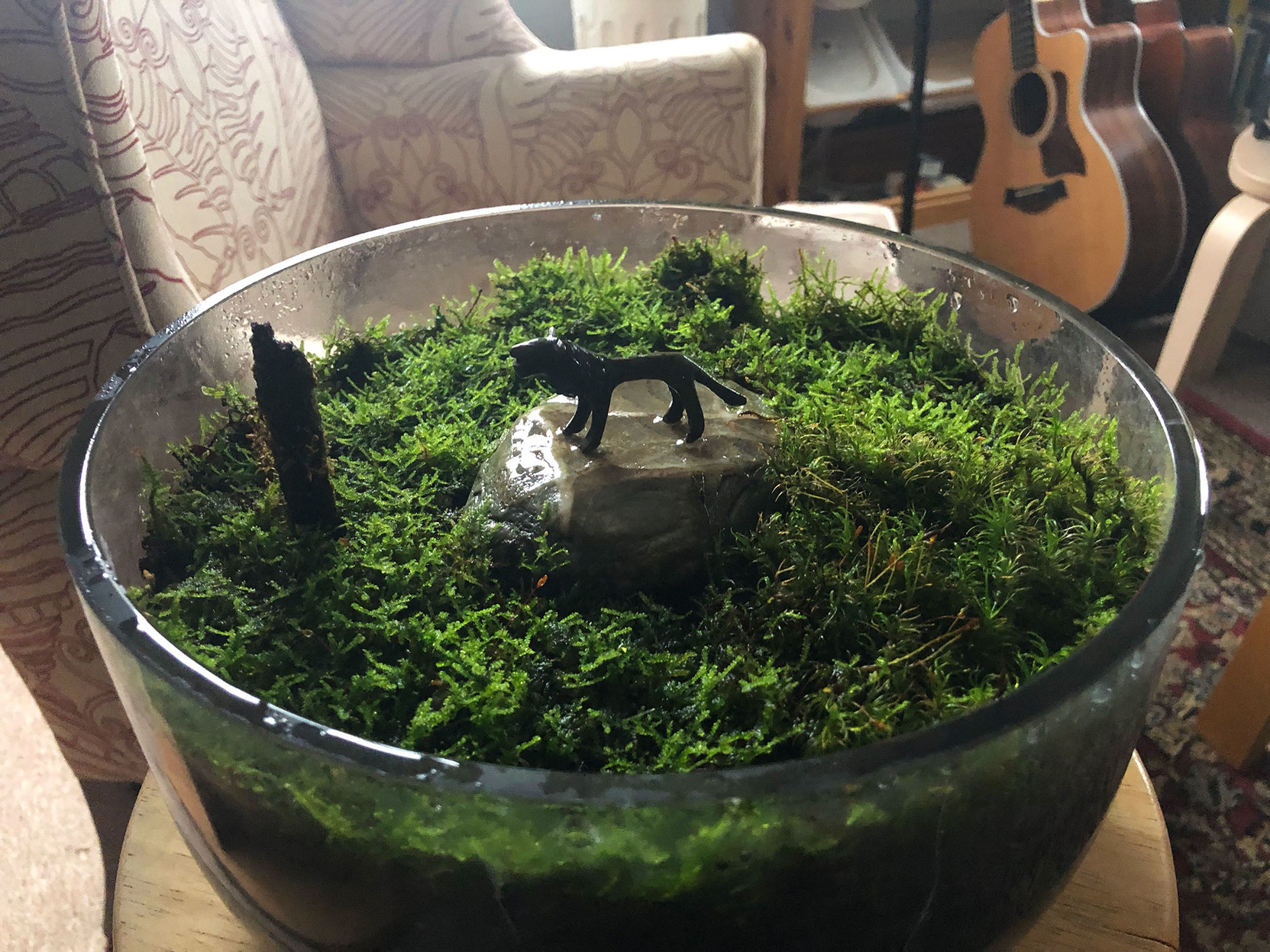 A glass bowl filled with wet moss, rich green and healthy.

in the center is a small flat stone, with a primitive bronze figurine of a lion standing on it.