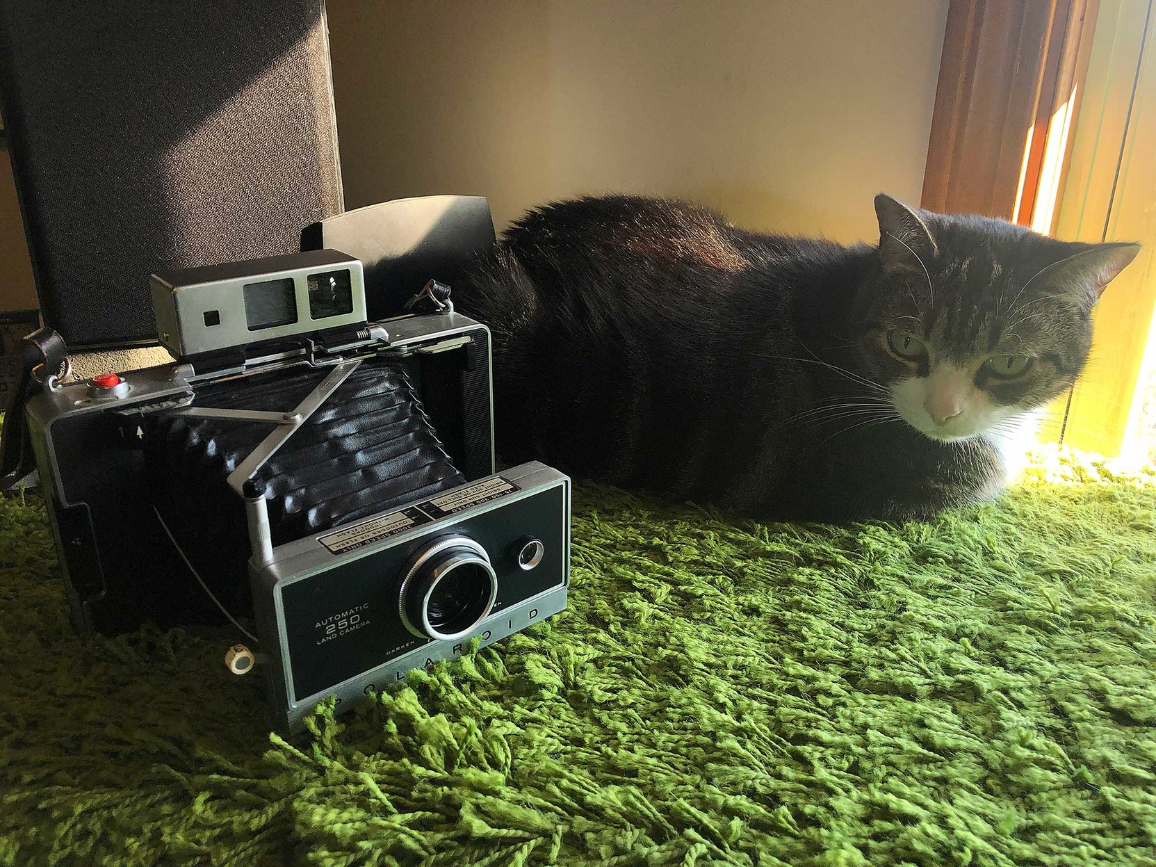 Milla the kitty, sitting beside my Polaroid 250 camera. 