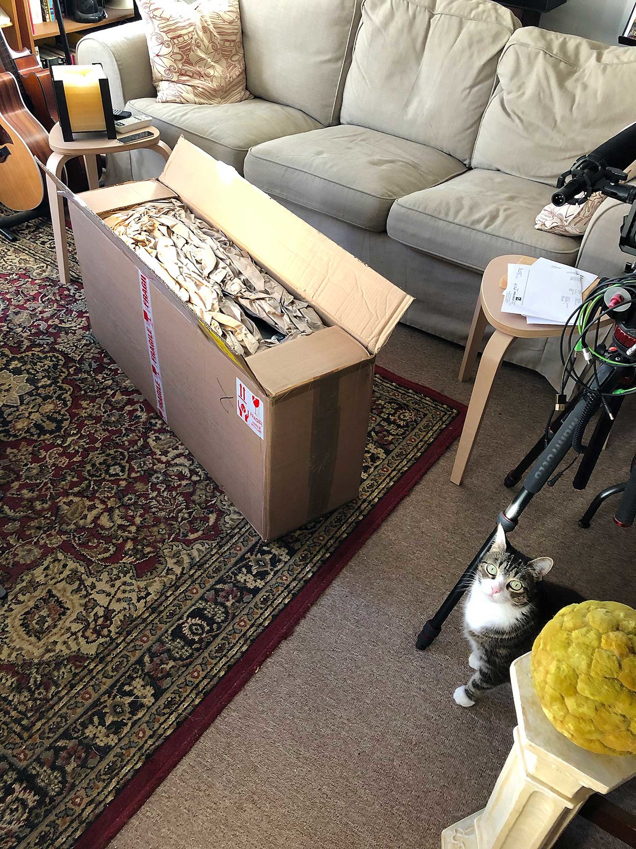 Milla the kitty, keeping an eye on a just-opened shipping box.

What’s inside?