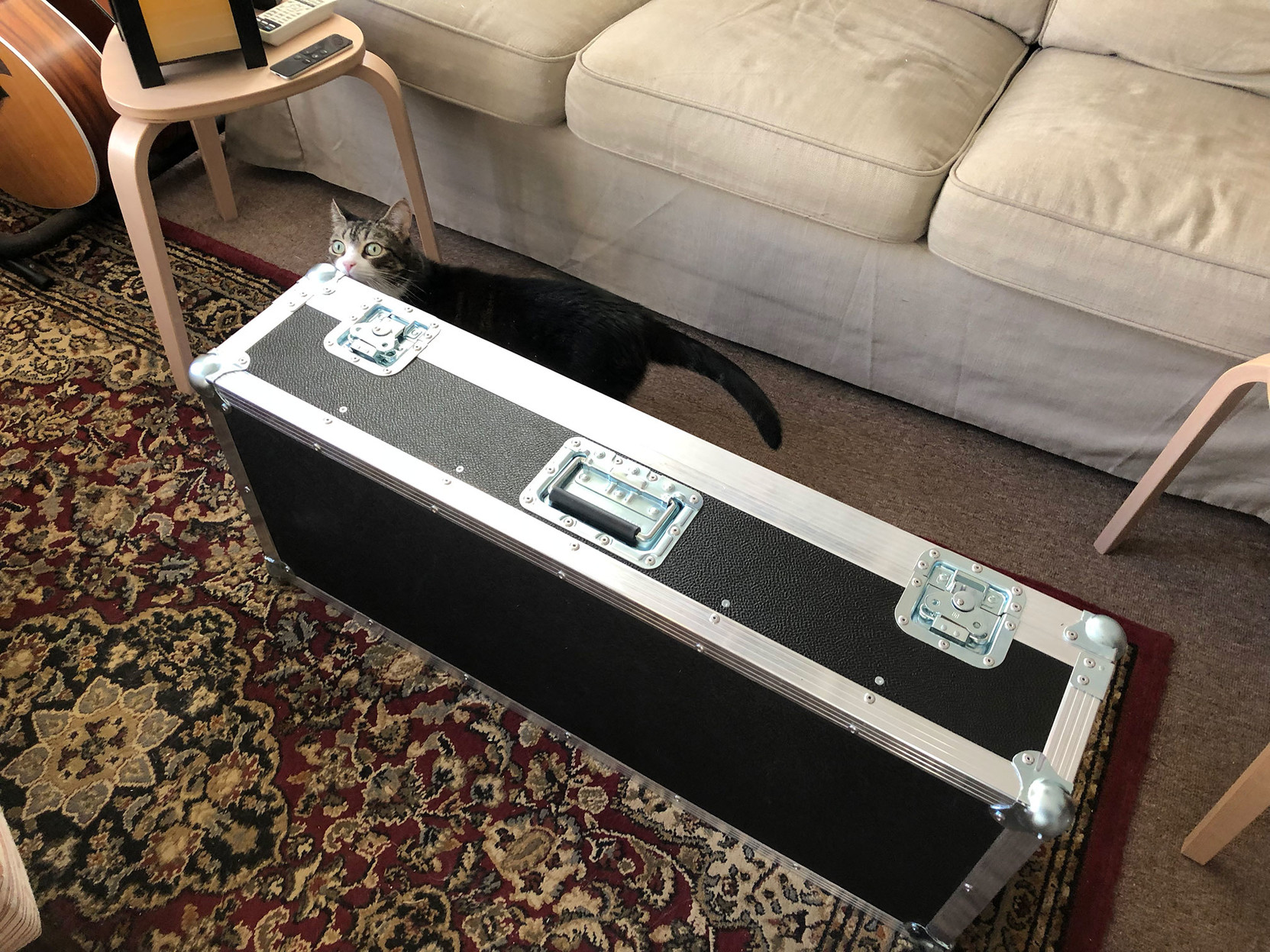 Milla the kitty checks out the closed flight case.