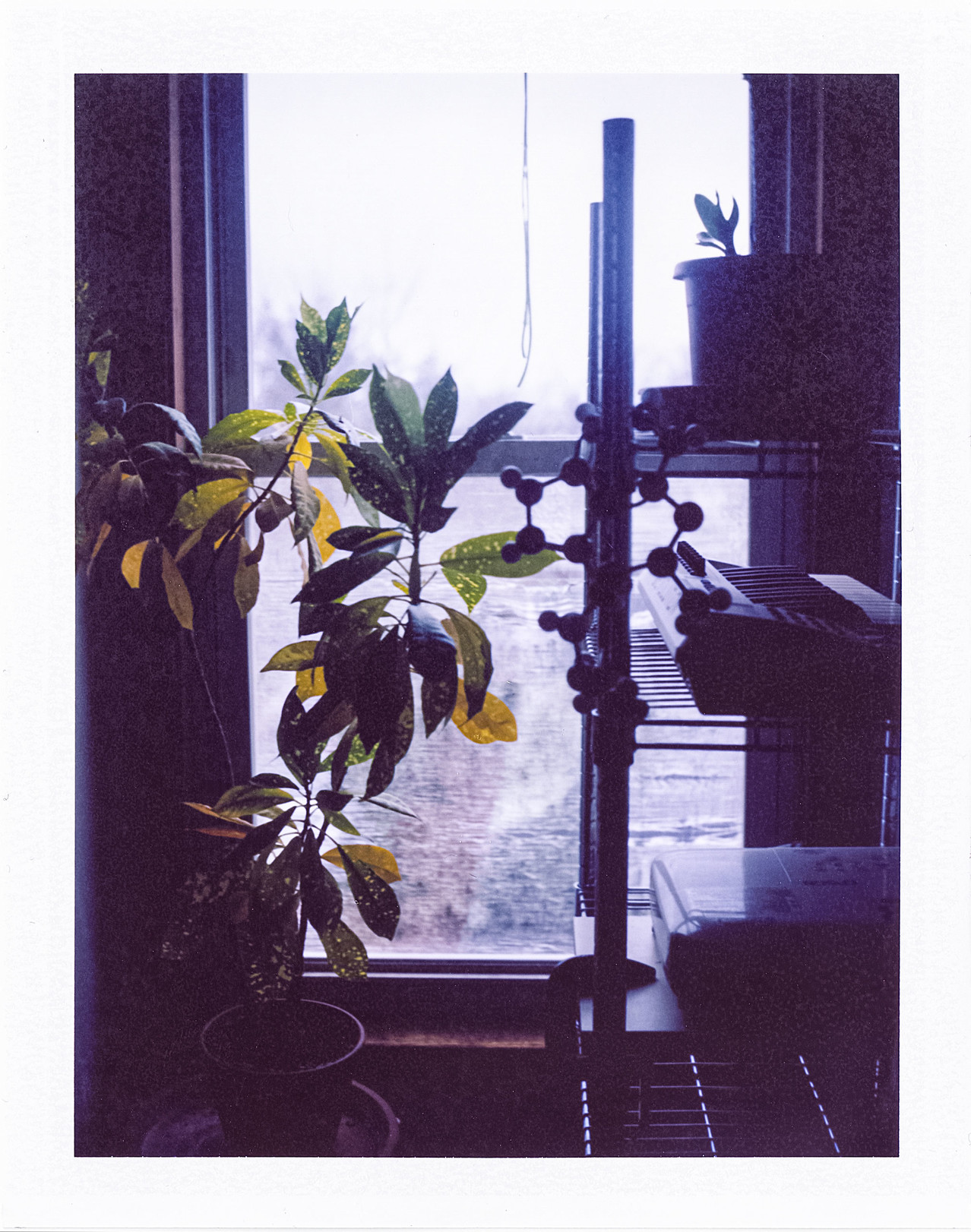 A Polaroid of a plant, sitting in the window of a dark room.