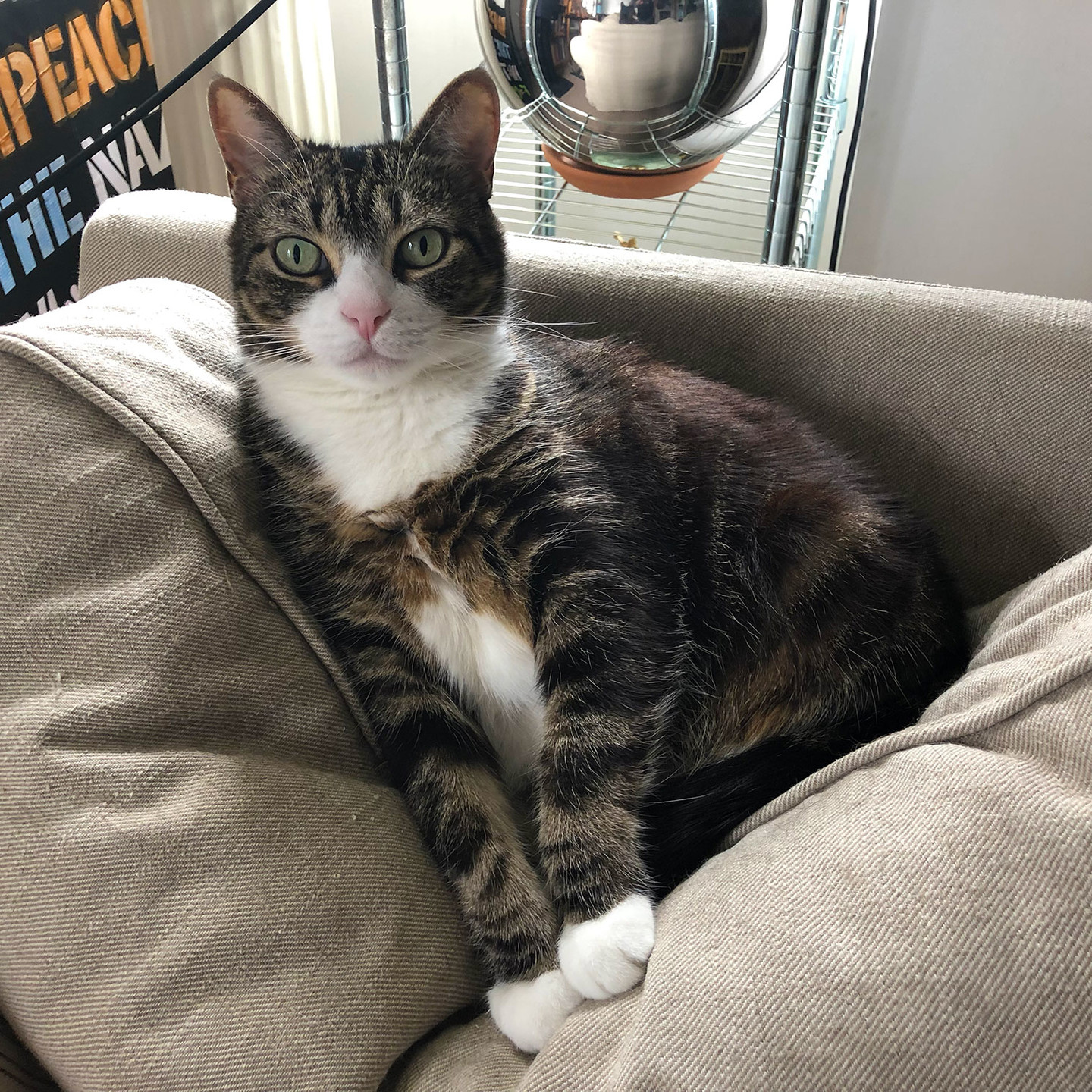Milla the kitty, a gorgeous grey/brown/white classic tabby, lounging on a sofa cushion.

What big green eyes she has!
