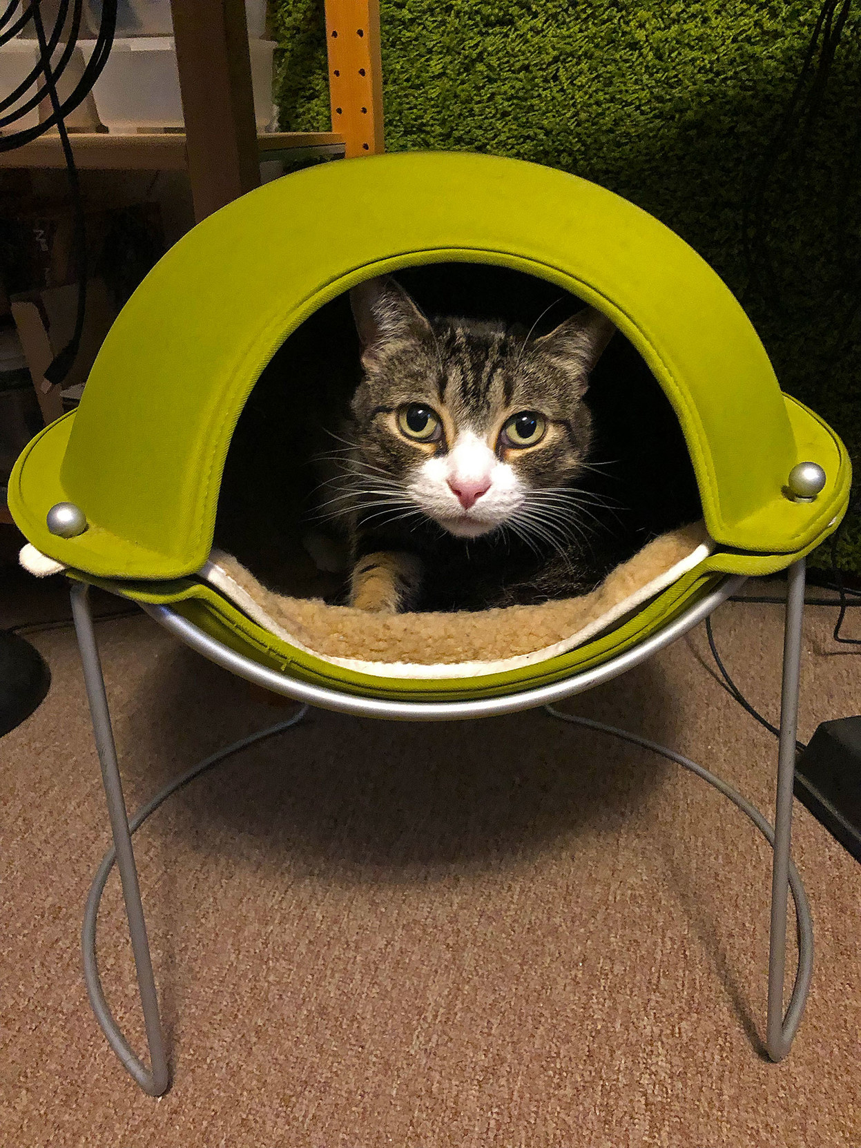 Milla the kitty, intrepid traveler from another galaxy, inside her parakeet green flying saucer bed.

Her expression seems to say “Yeah? So?”
