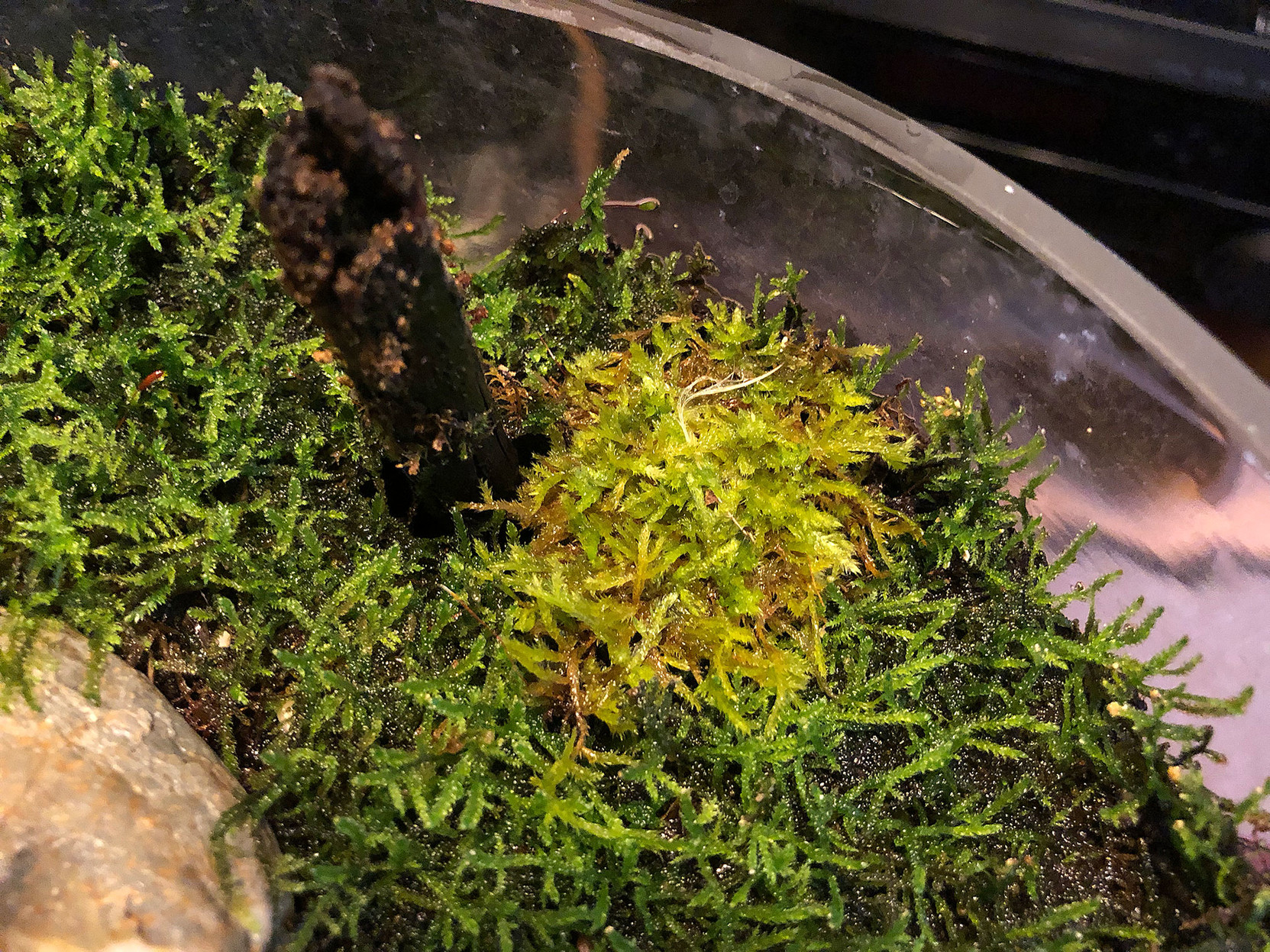  • A small patch of light moss, surrounded by darker moss.