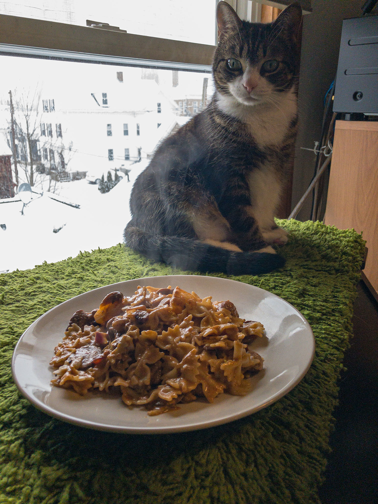 Milla the cat is staring at a plate full of steaming curry; she’s not quite sure what it is.
