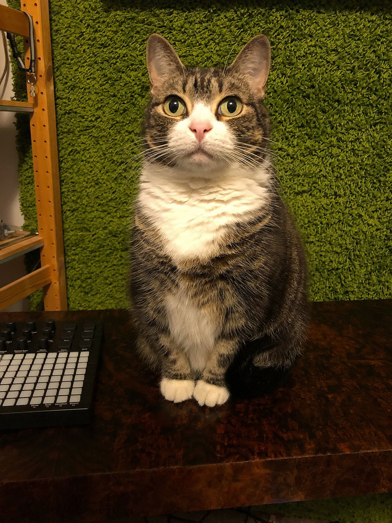 Milla the kitty: how can I describe her.

A beautiful grey-brown classic tabby, with enormous green eyes and a dignified demeanor,

sitting on a walnut-burl instrument cover in front of a grass-green shag carpet hanging on the wall.