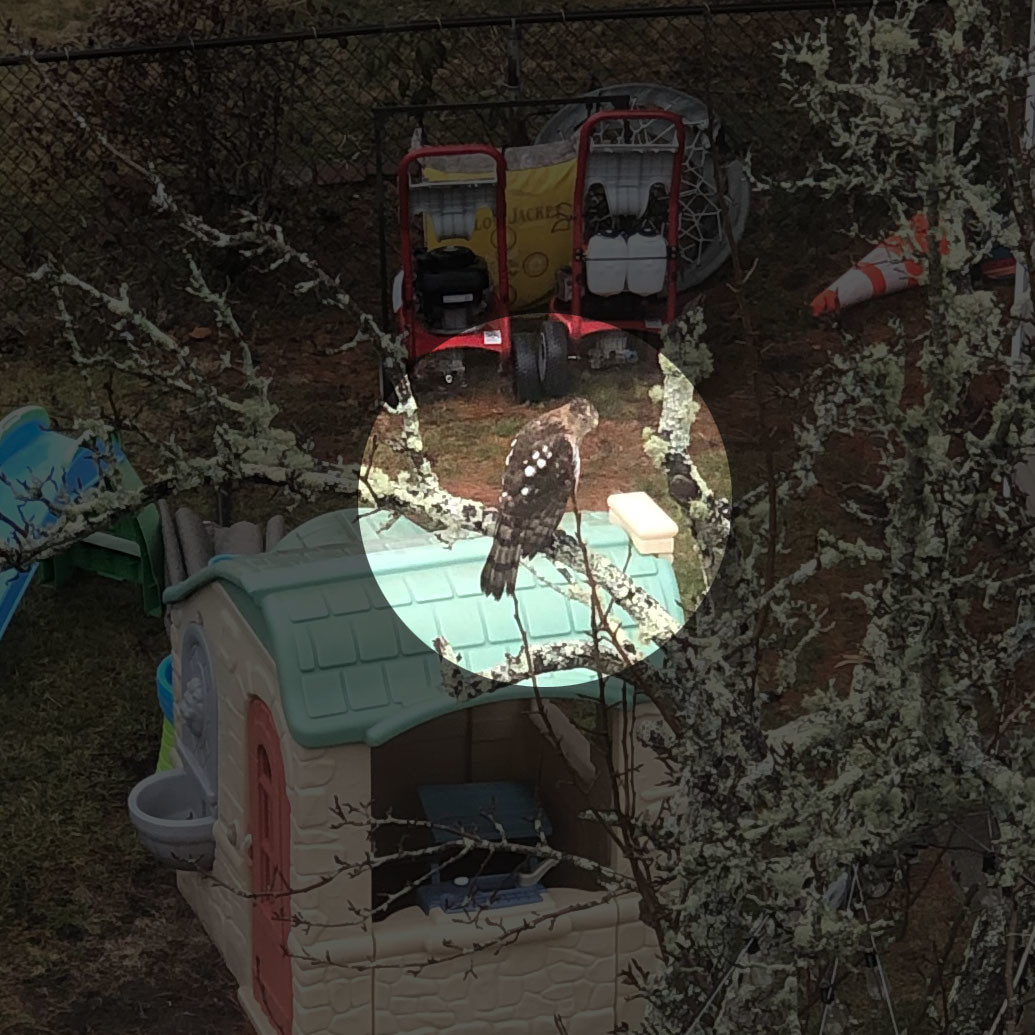 A rather poor photo of an unidentified hawk in a tree, taken from my kitchen window … 