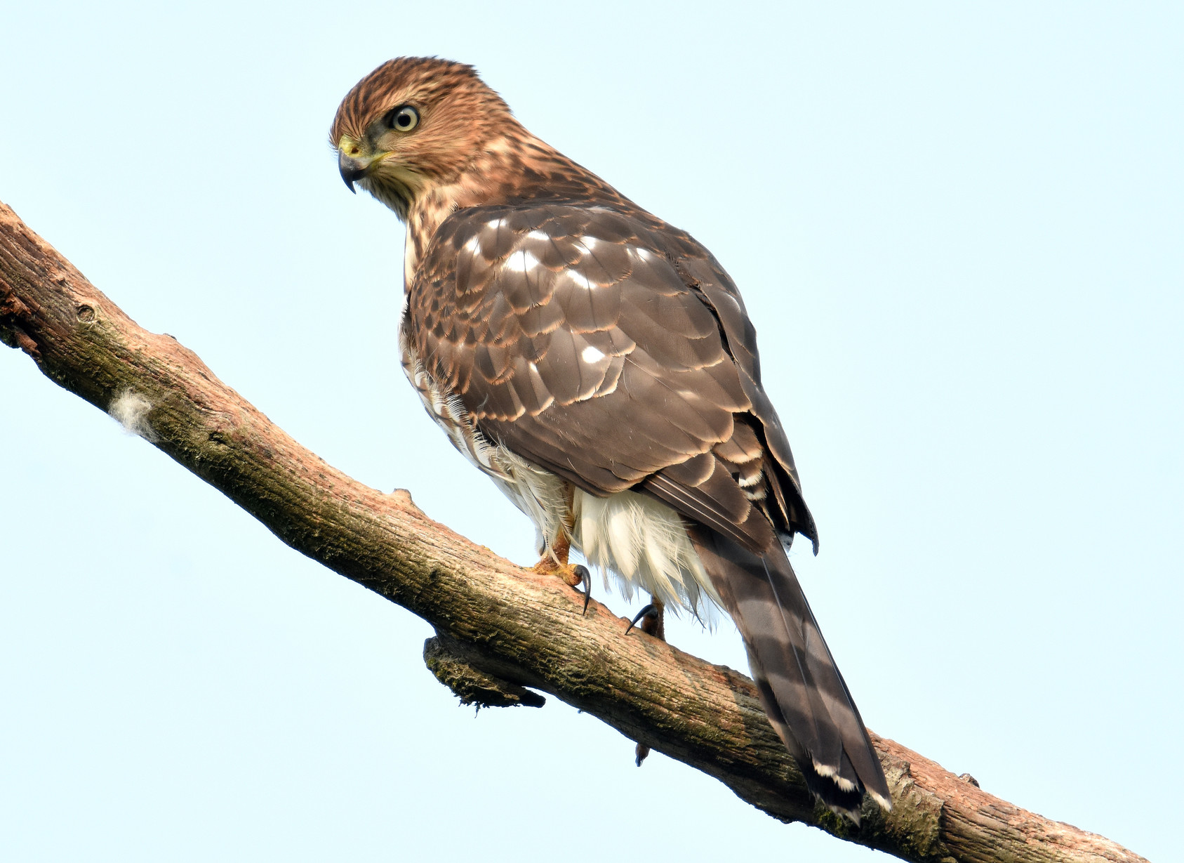 An “immature” Cooper’s Hawk in a tree bordering Burnaby Lake, North Burnaby, BC, Canada.