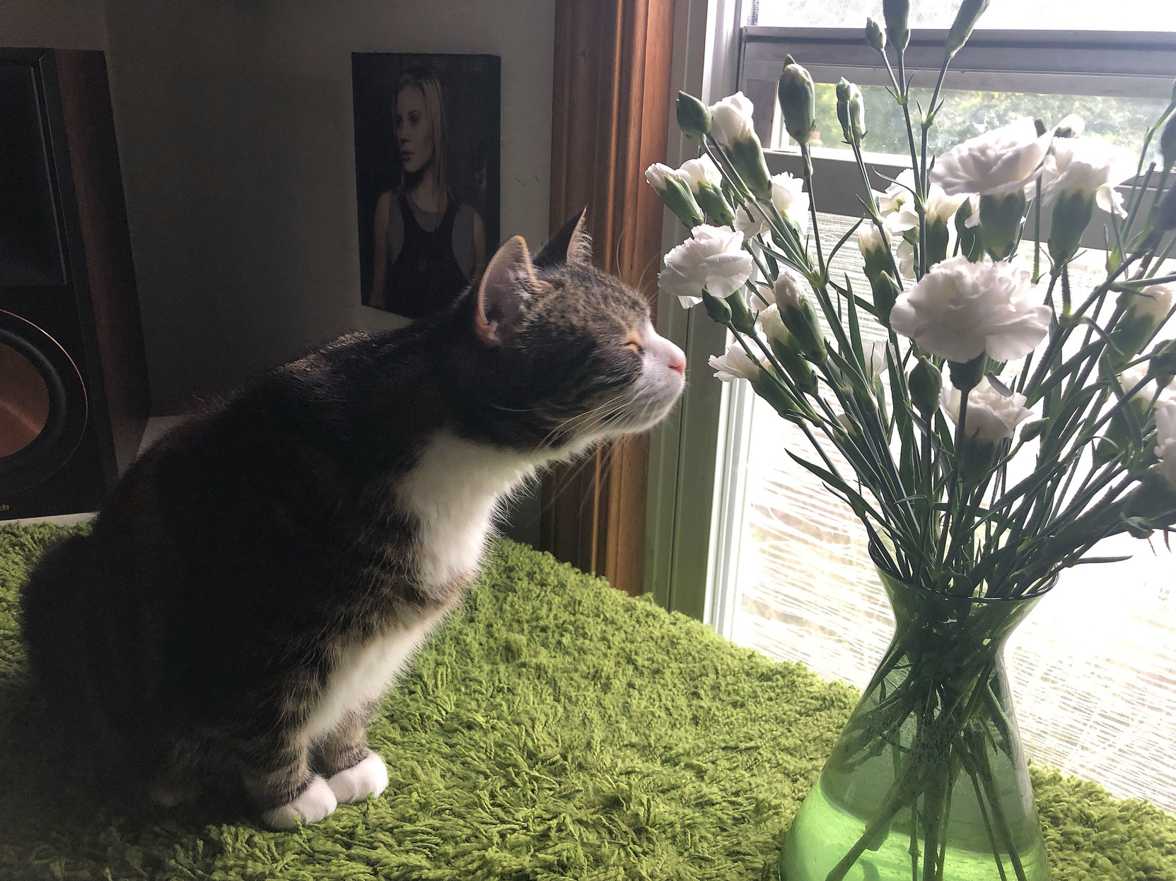 Milla the kitty sniffs a vase of white carnations. 

In the background, there’s an autographed photo of Katie Sackoff.