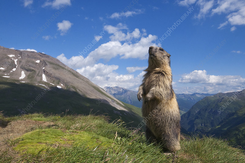A marmot, standing in the mountains. Not the one in my back yard, but it looks quite similar.