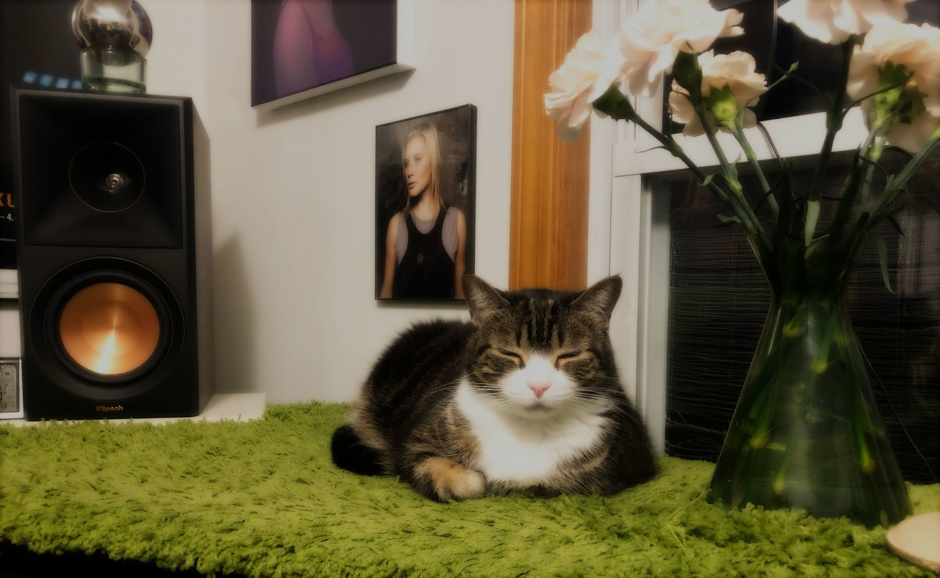 My beautiful little companion Milla, having a snooze after the rigors of the day.