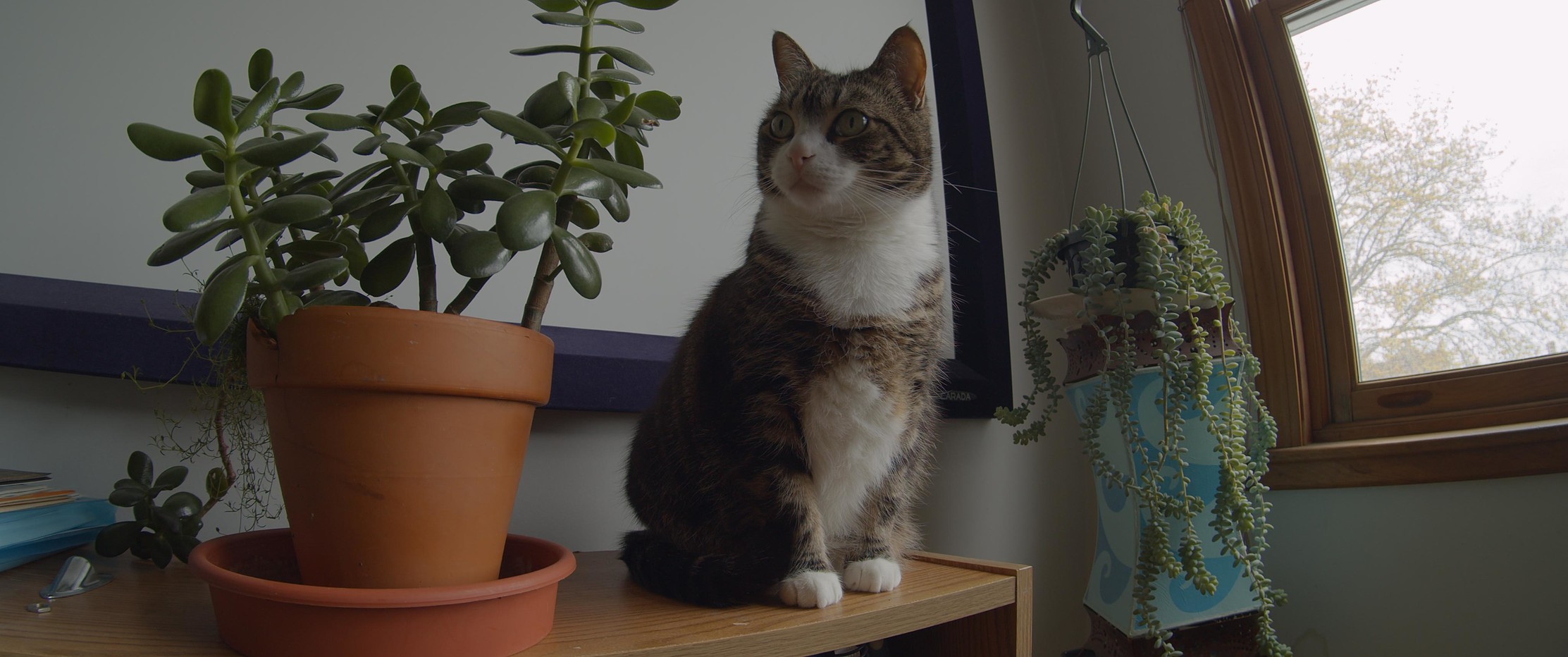 A nice widescreen pic of Milla the kitty.