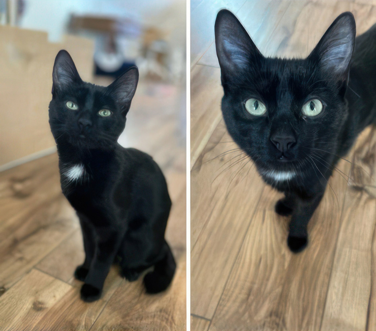 She’s a beautiful, slim little black kitten with a tiny ruff of white on her chest. My heart!