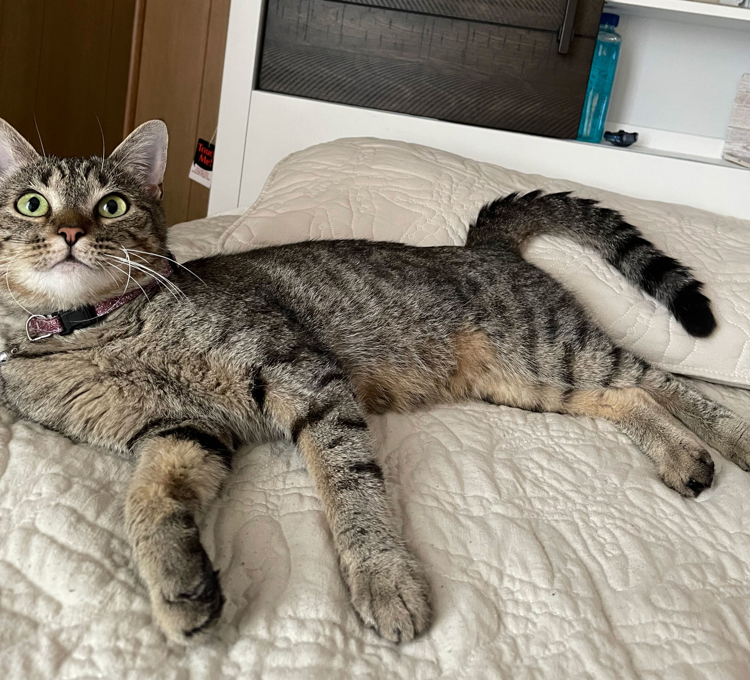 This is Lola, a grey classic tabby – coming soon to live with me!