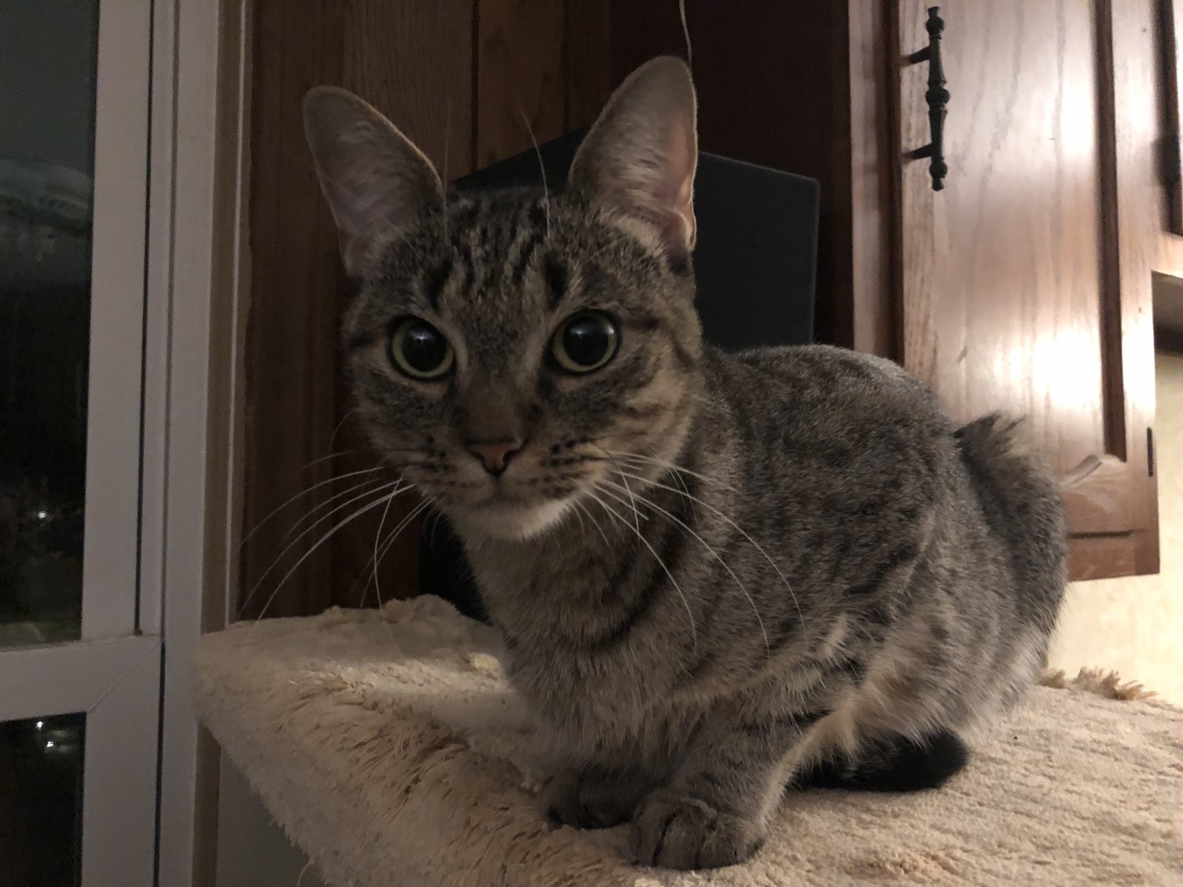 The girl who came to stay. Marked like a grey tabby, shaped like an Abyssinian.