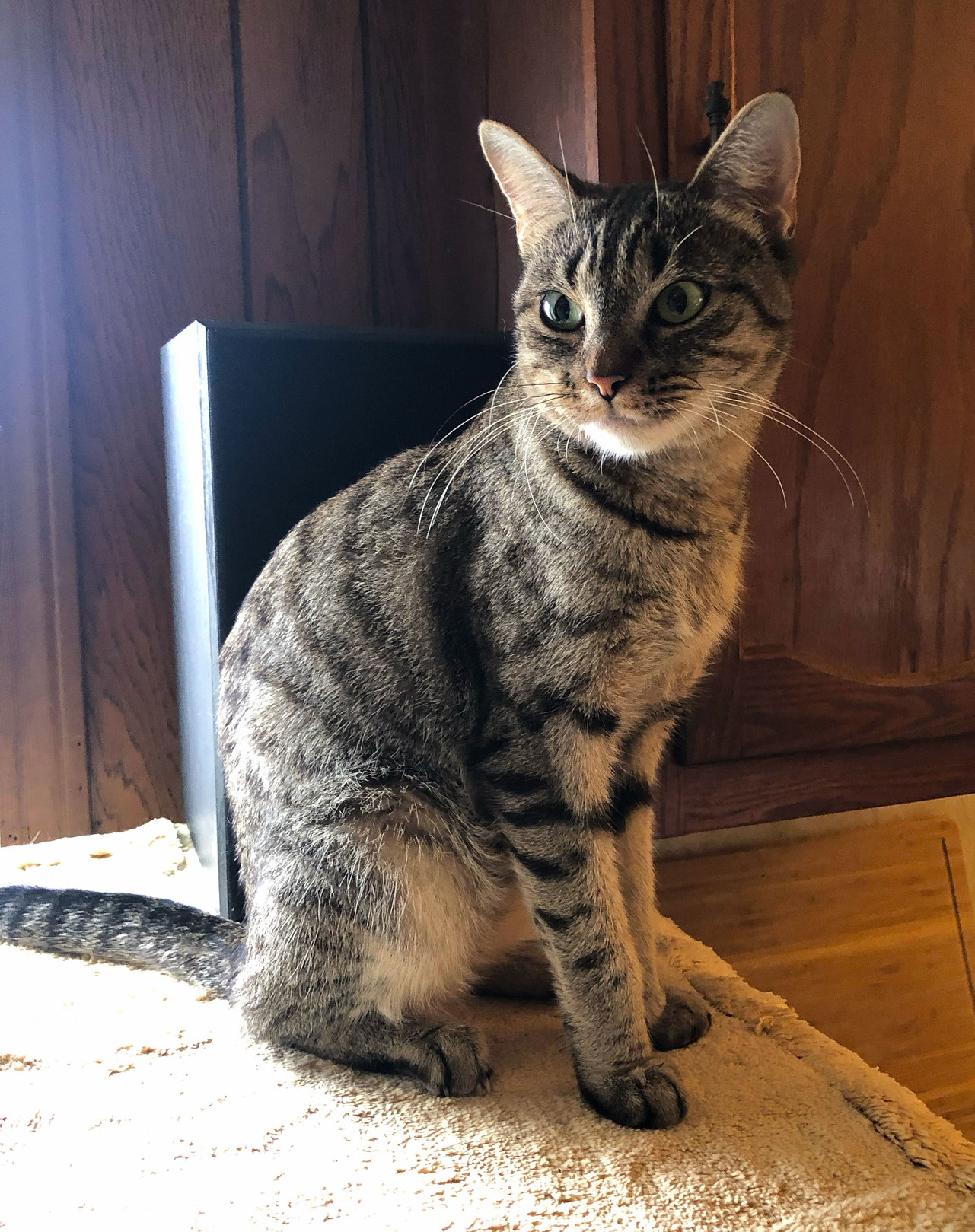 My beautiful new Lola Falafel, in the morning sun on her first full day home with me. Grey with tabby markings, but the body shape of an Abyssinian – I think.