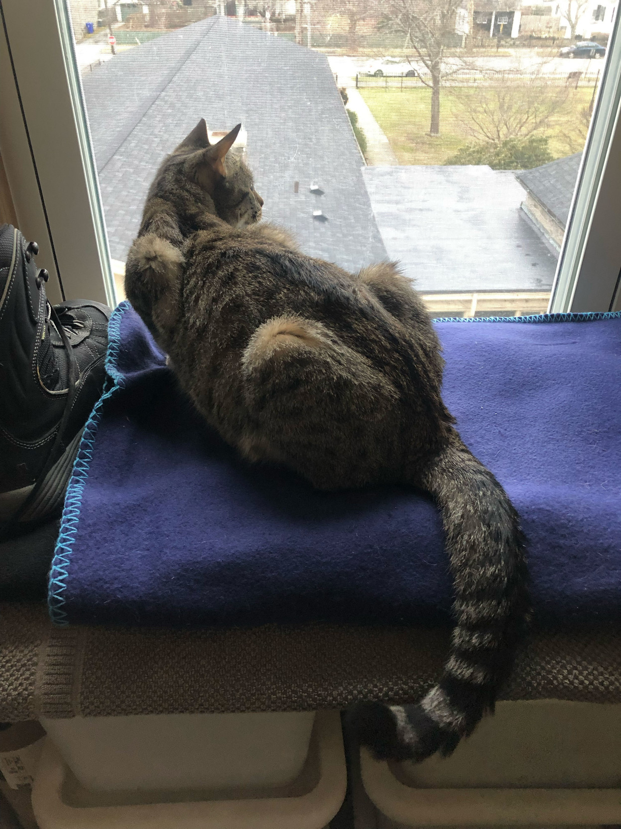 Lola perches by the window, watching the world go by.