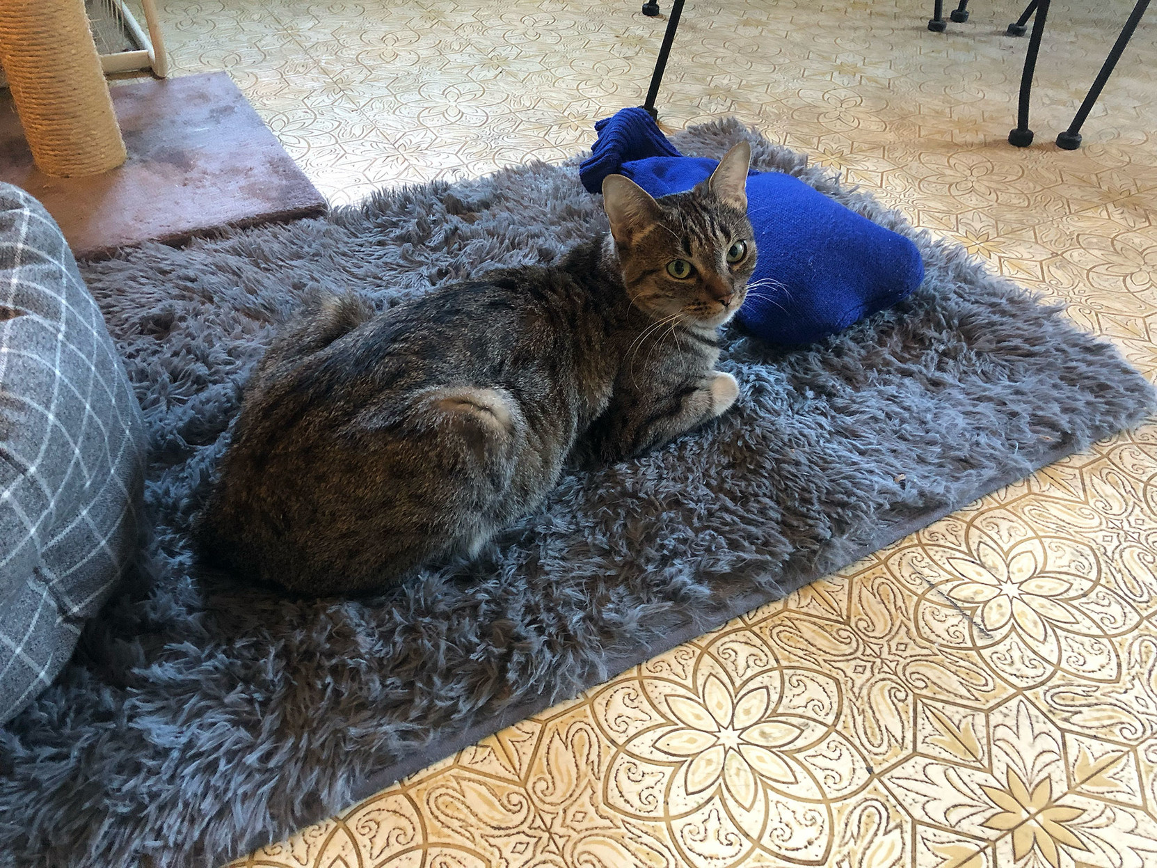 Lola hanging out on her new rug, and staying close to her hot water bottle.