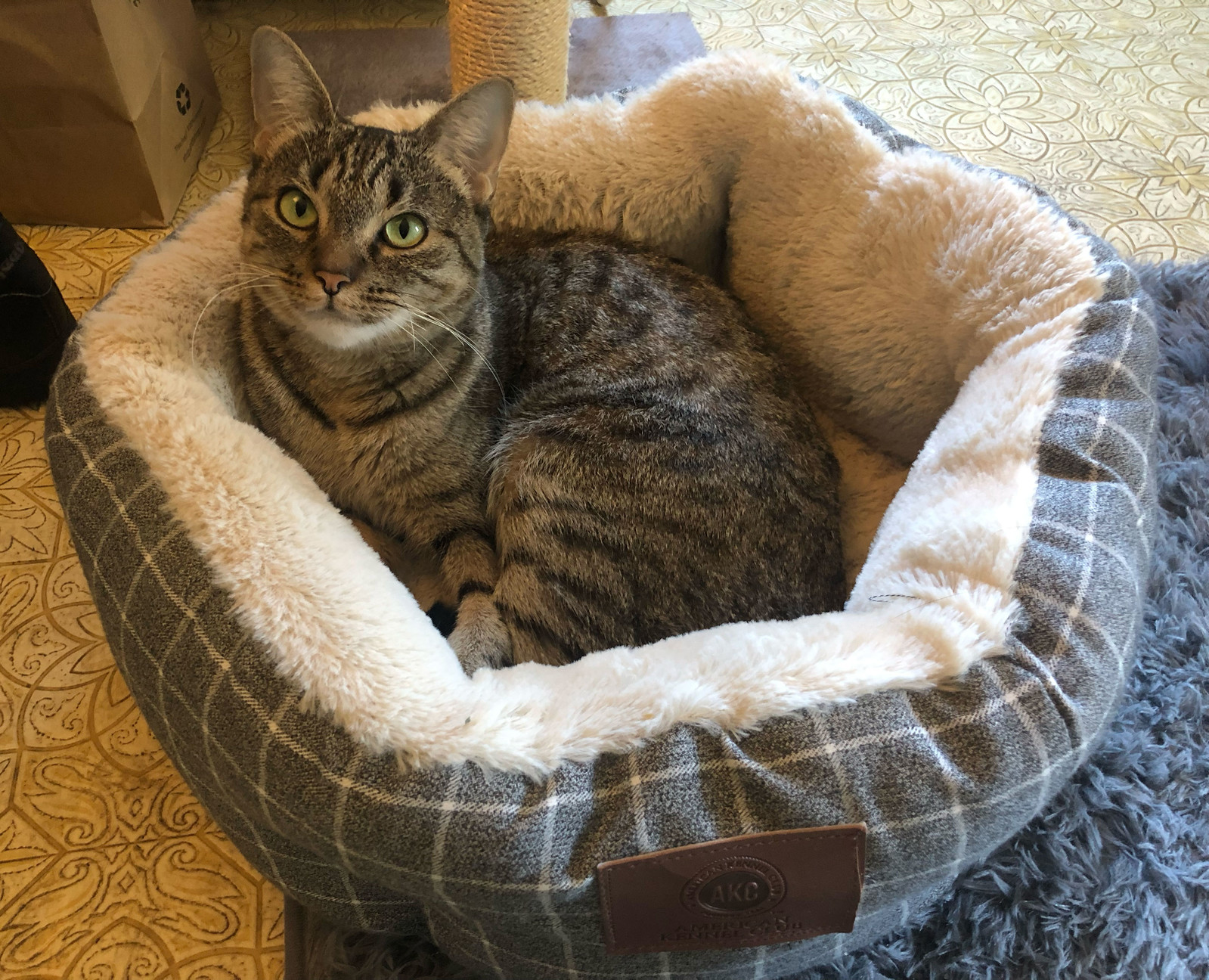 Lola has discovered her cat bed! She’s curled up in her deep bed, looking at the camera.
