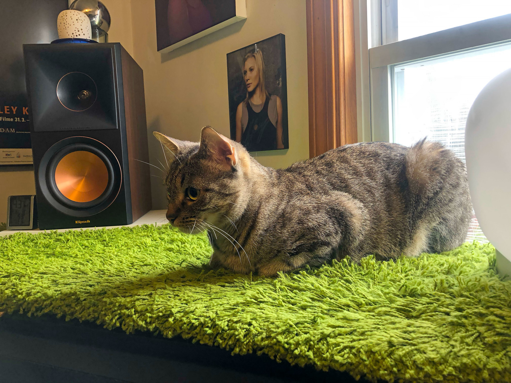 Lola the kitty, perched on a bright green rug on top of the piano.