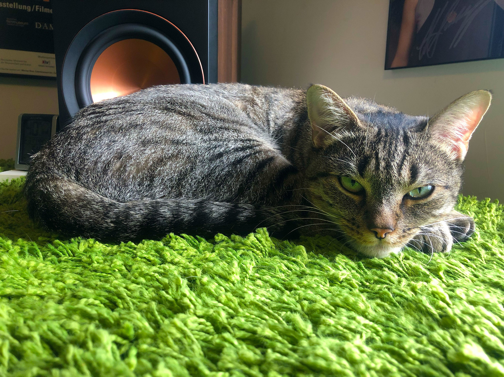 Lola asks “who dares disturb my slumber?”