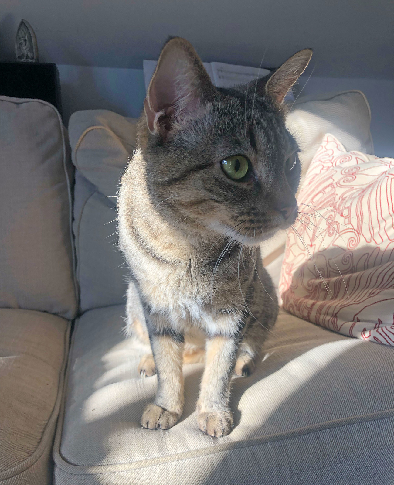 Lola, sitting in the sunshine on the sofa.
