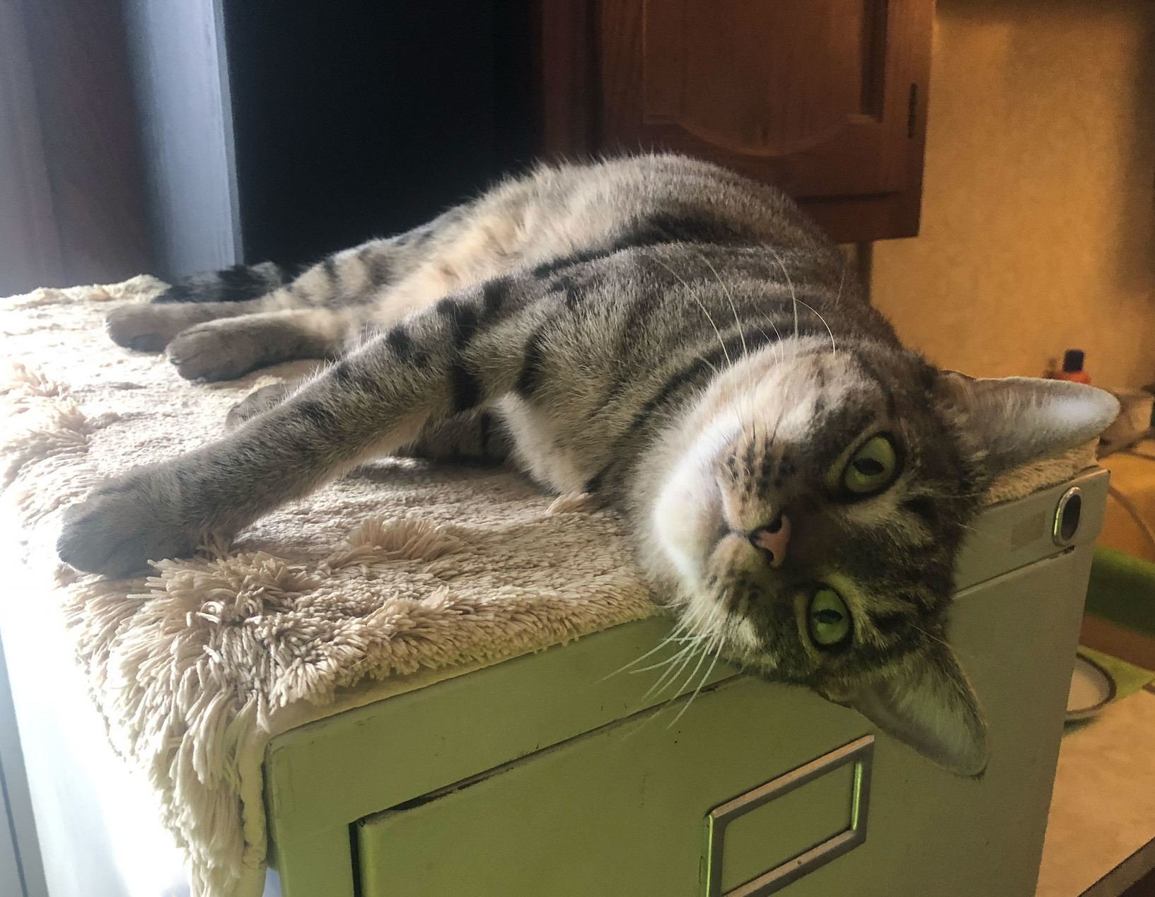 Lola gets horizontal on top of the filing cabinet.