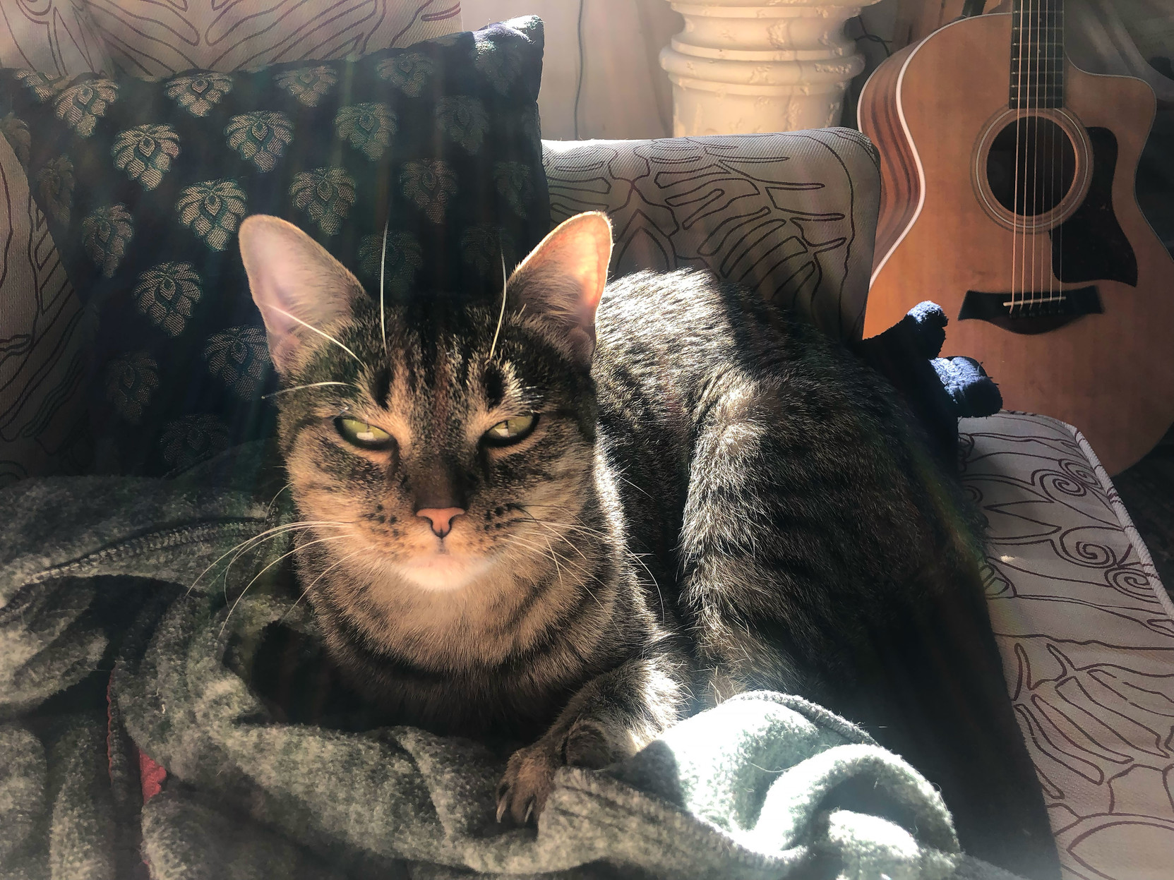 Lola snuggles in the sunlight.