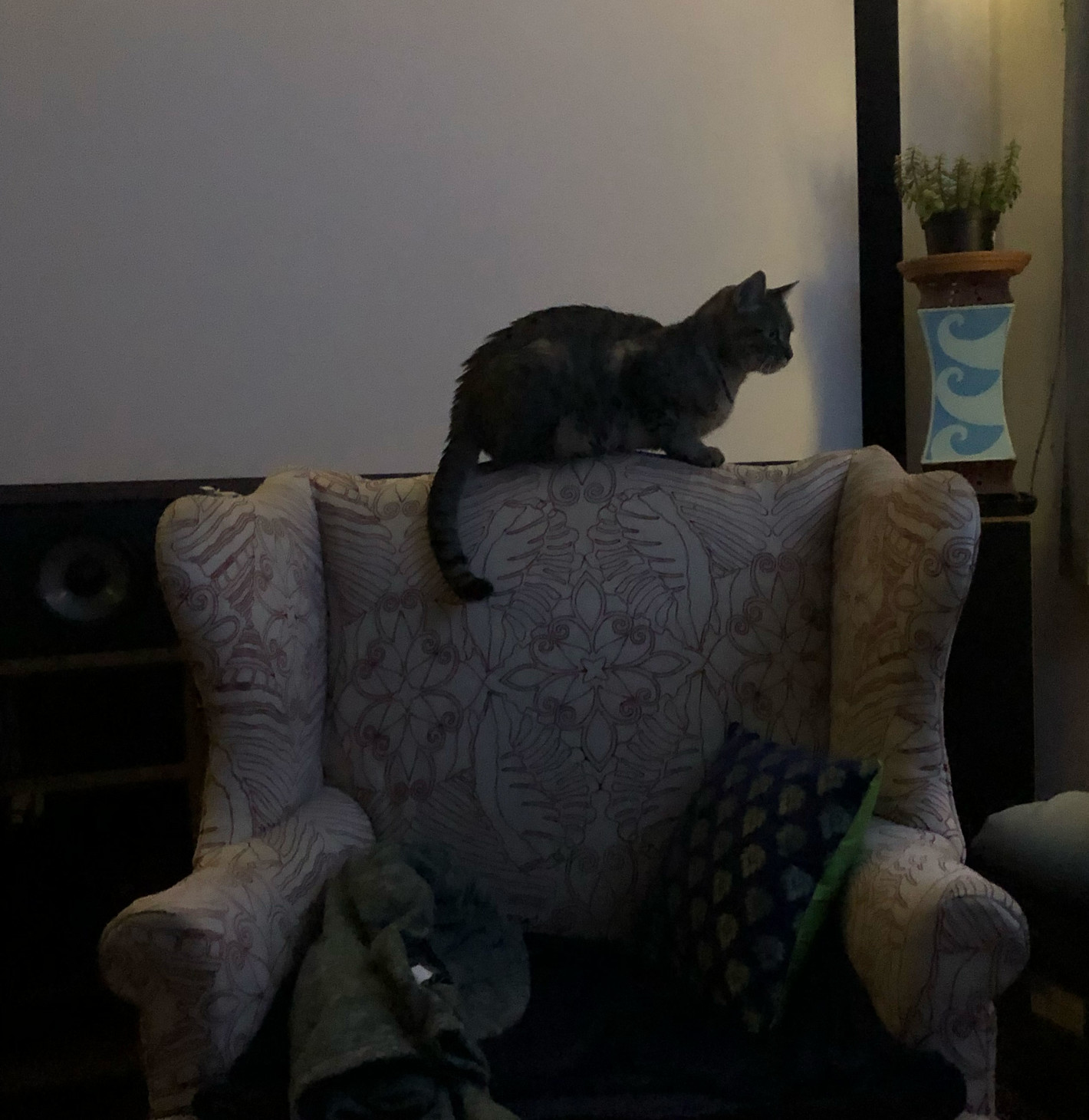 Lola the kitty, perched on the high back of a chair, silhouetted in front of a projection screen.