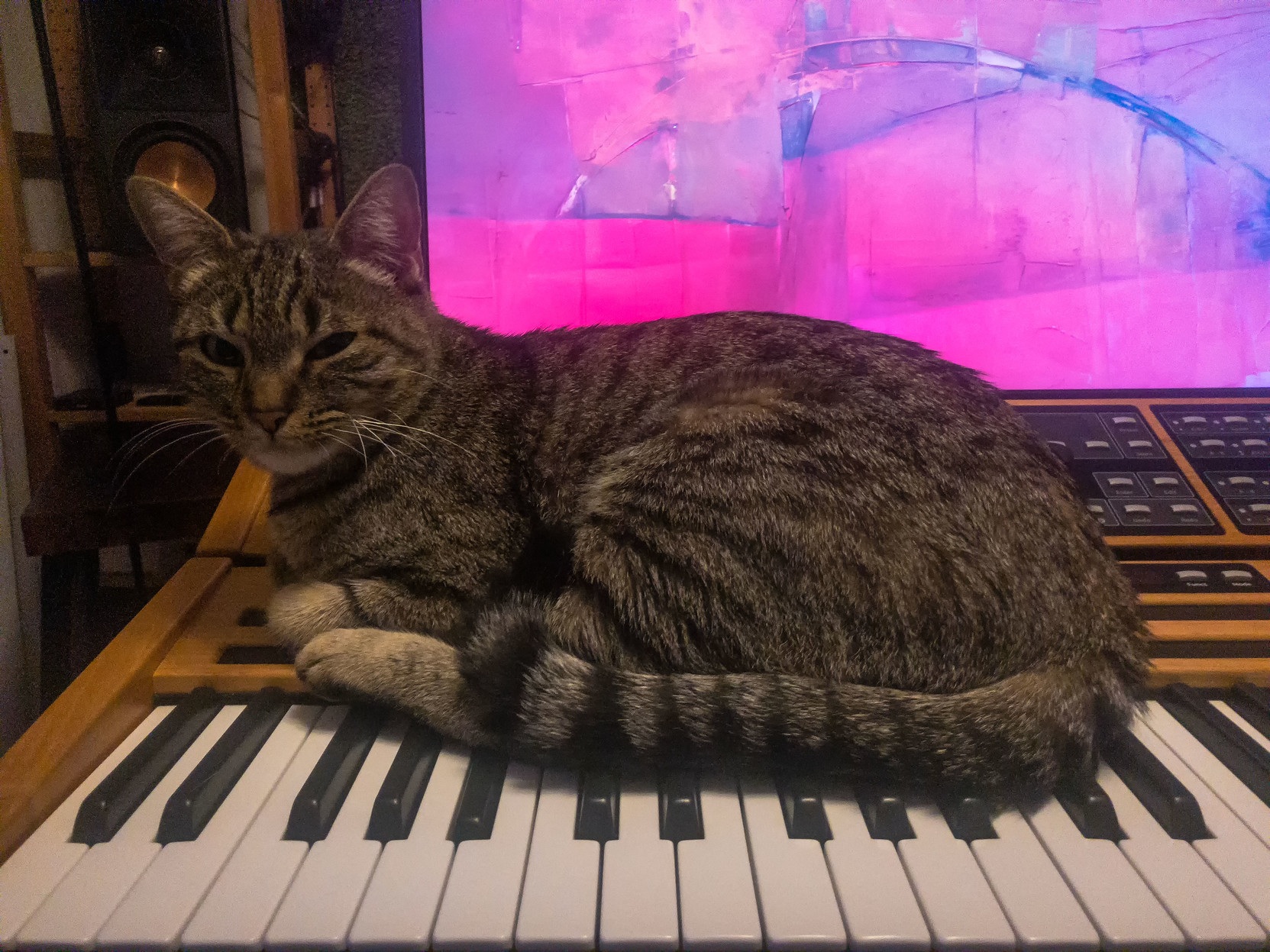 Lola perches on the C15 for a little nap.