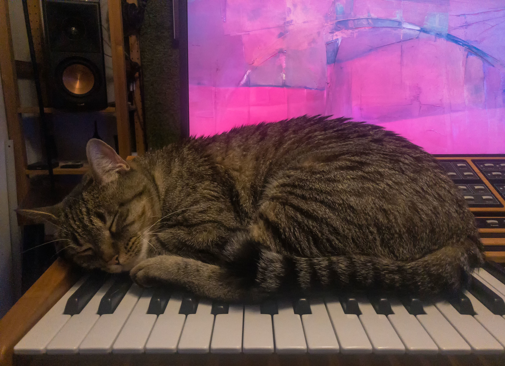 Lola perches on the C15 for a little nap.