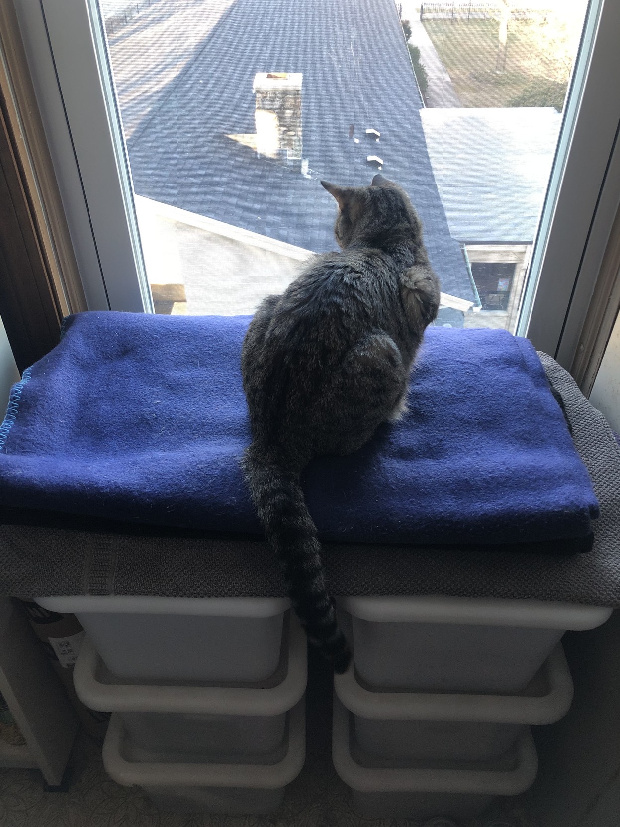 Lola looks out the kitchen’s west window, as she tracks squirrels moving around the house.