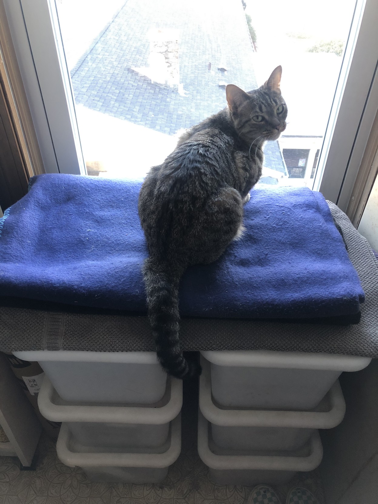 I’m amazed, and she looks back at me, thinking “what a dummy.”