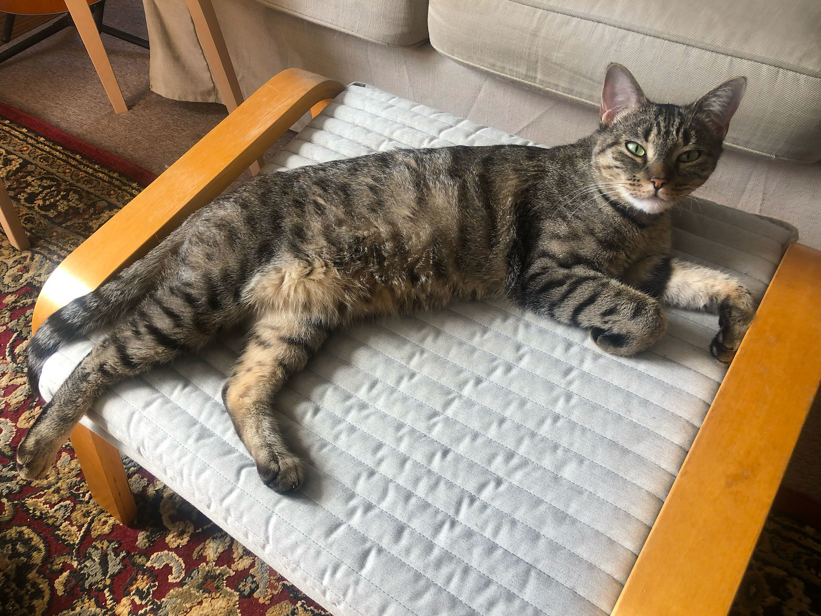 Lola taking a post-breakfast snooze on an Ikea ottoman.