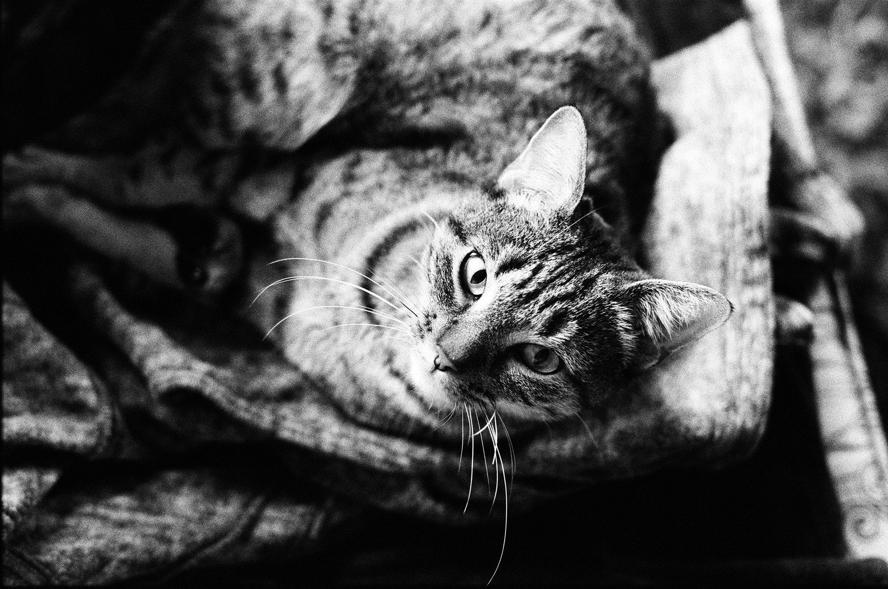 beautiful Lola, having her nap interrupted.