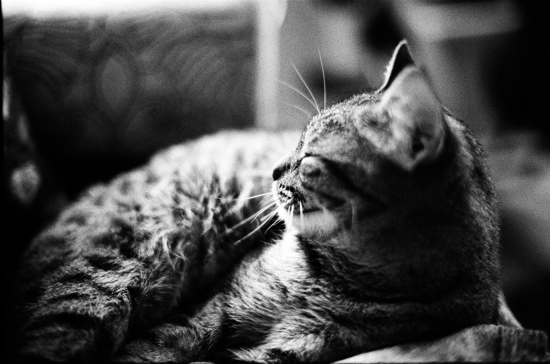 Lola in profile … a very happy kitty.