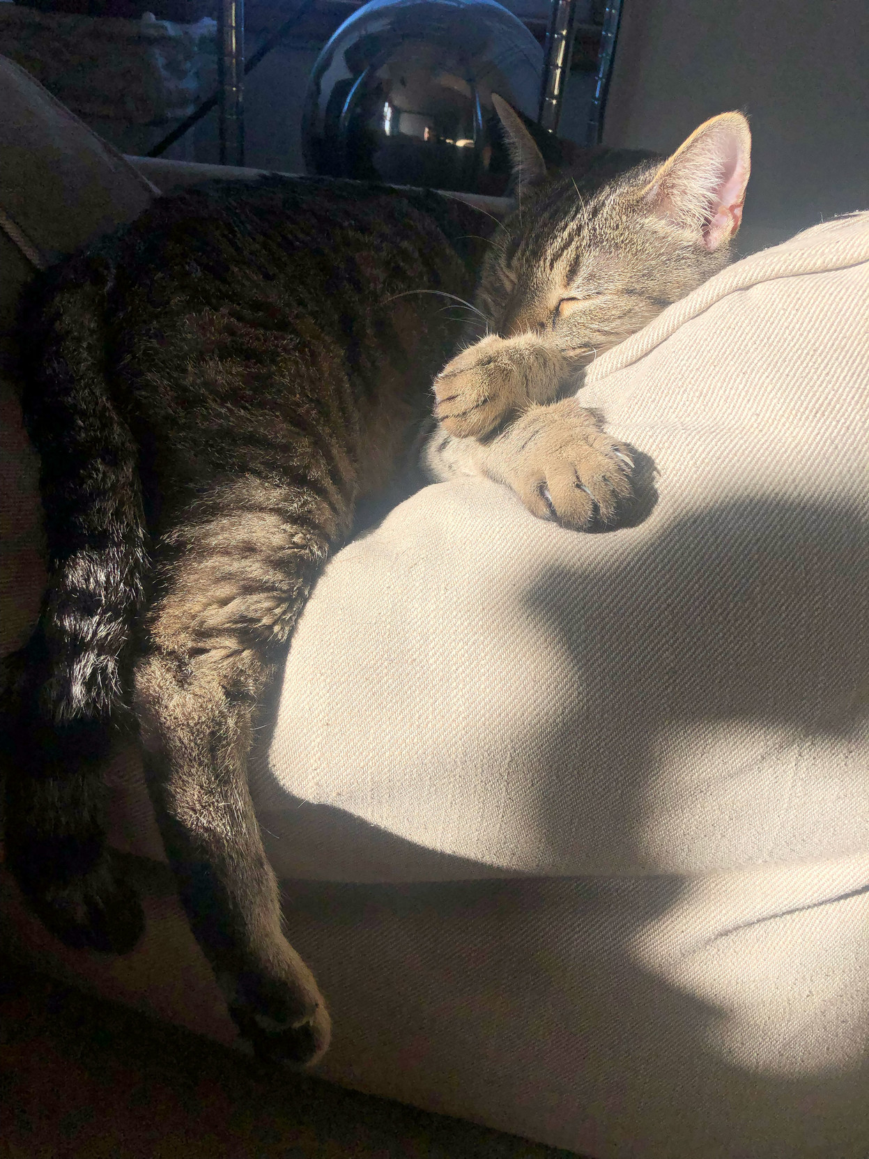 Half in light, half in shadow, Lola Falafel sleeps off a heavy breakfast.