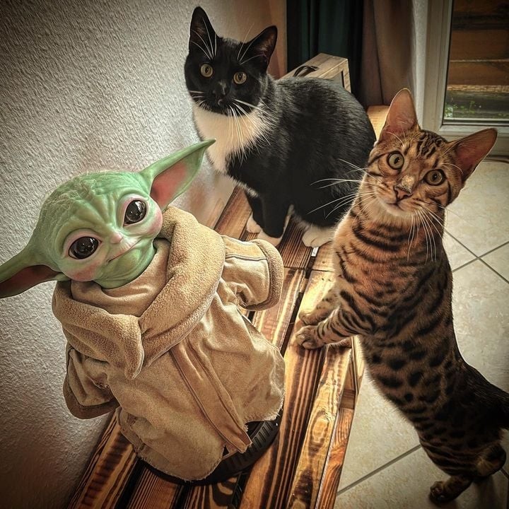 Grogu and cats