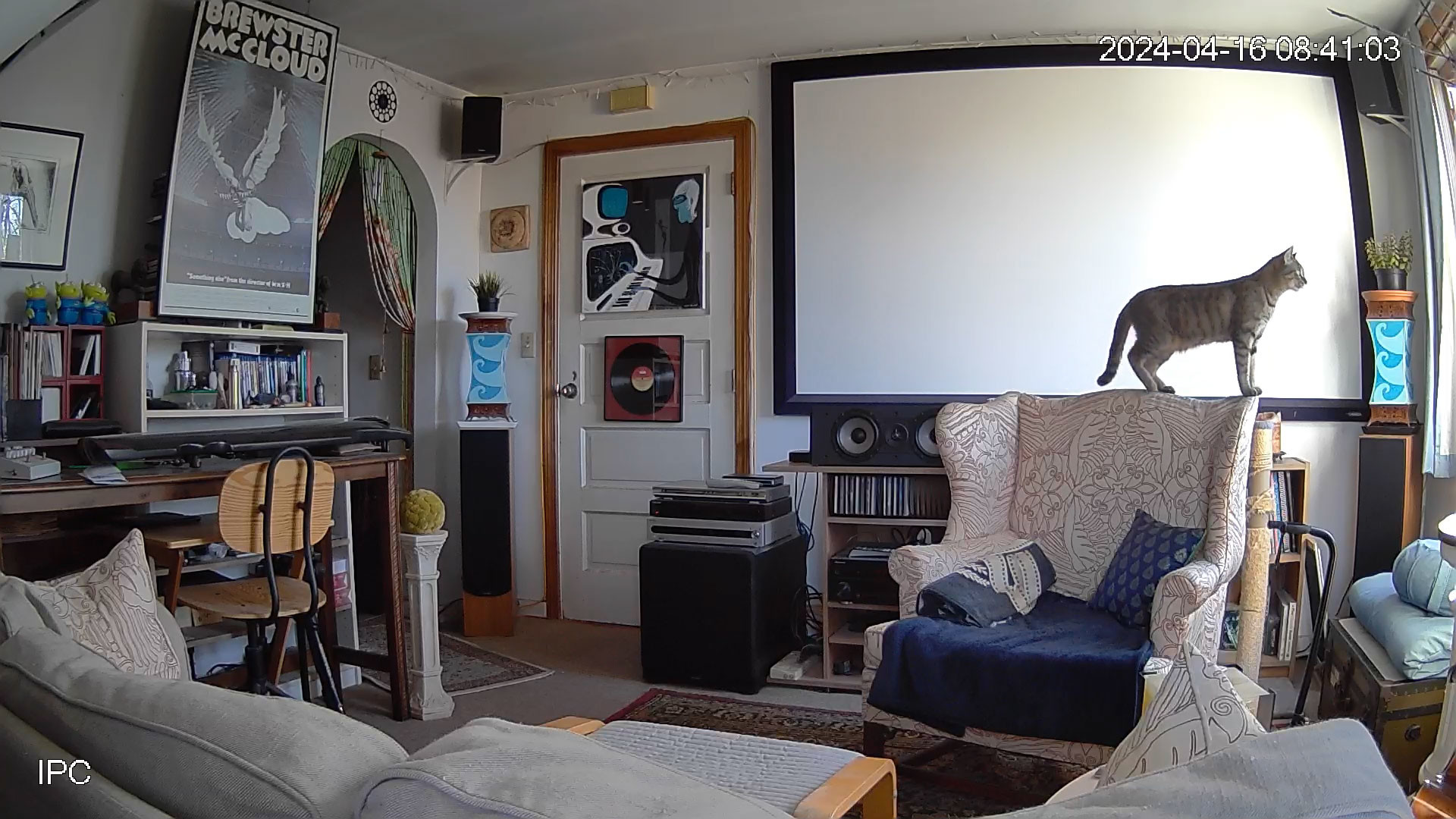 Lola Falafel, majestically perched atop her favorite chair.