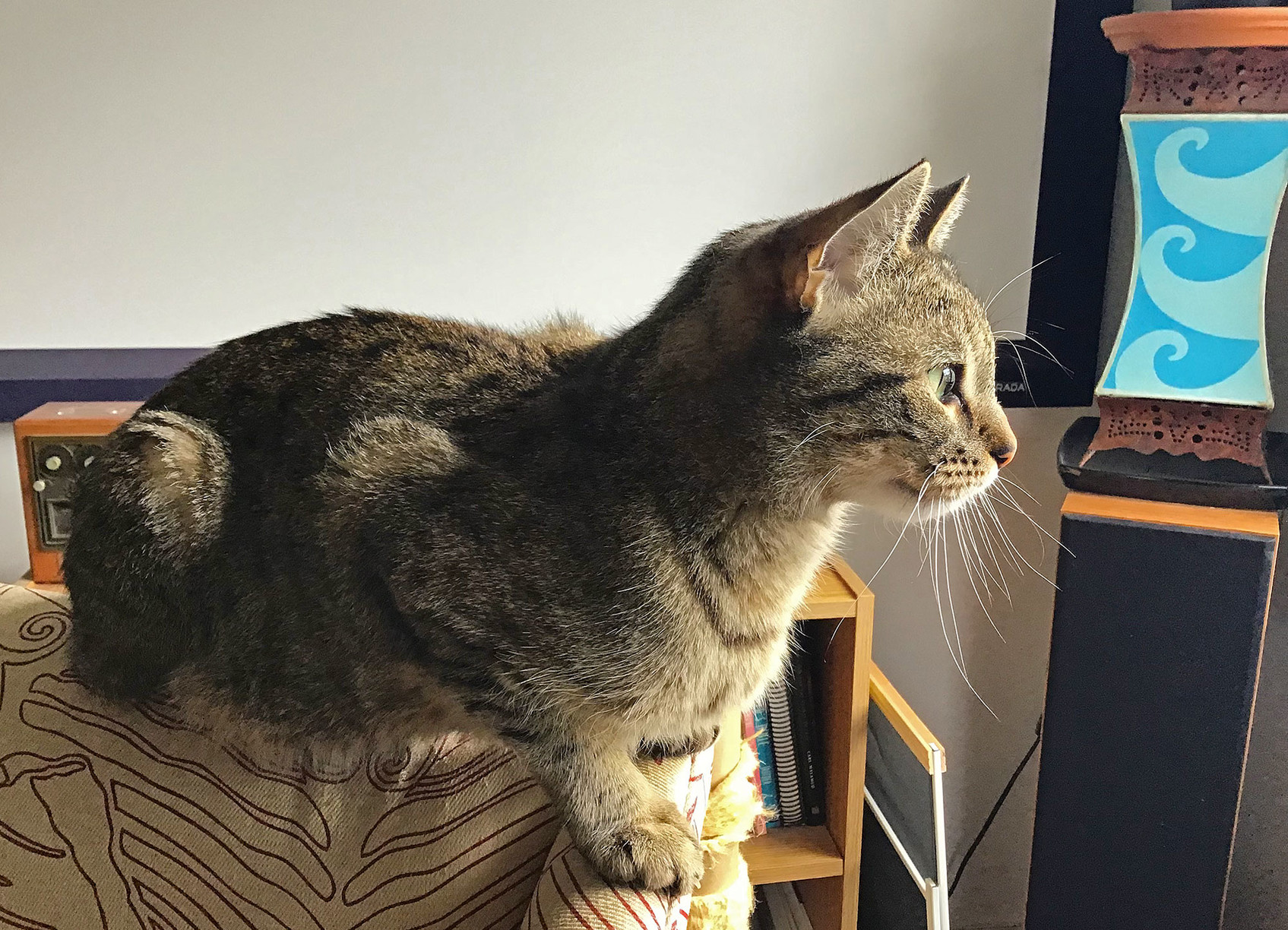 Lola loves to perch on the big chair, and watch the world outside.