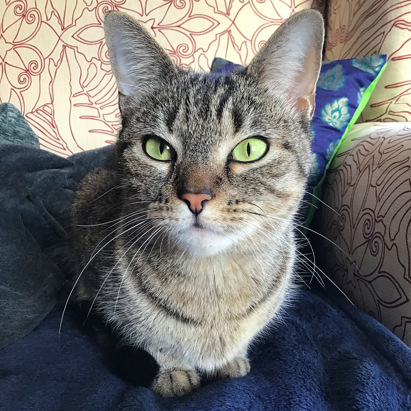 A close-up of Lola, showing off her beautiful green eyes.
