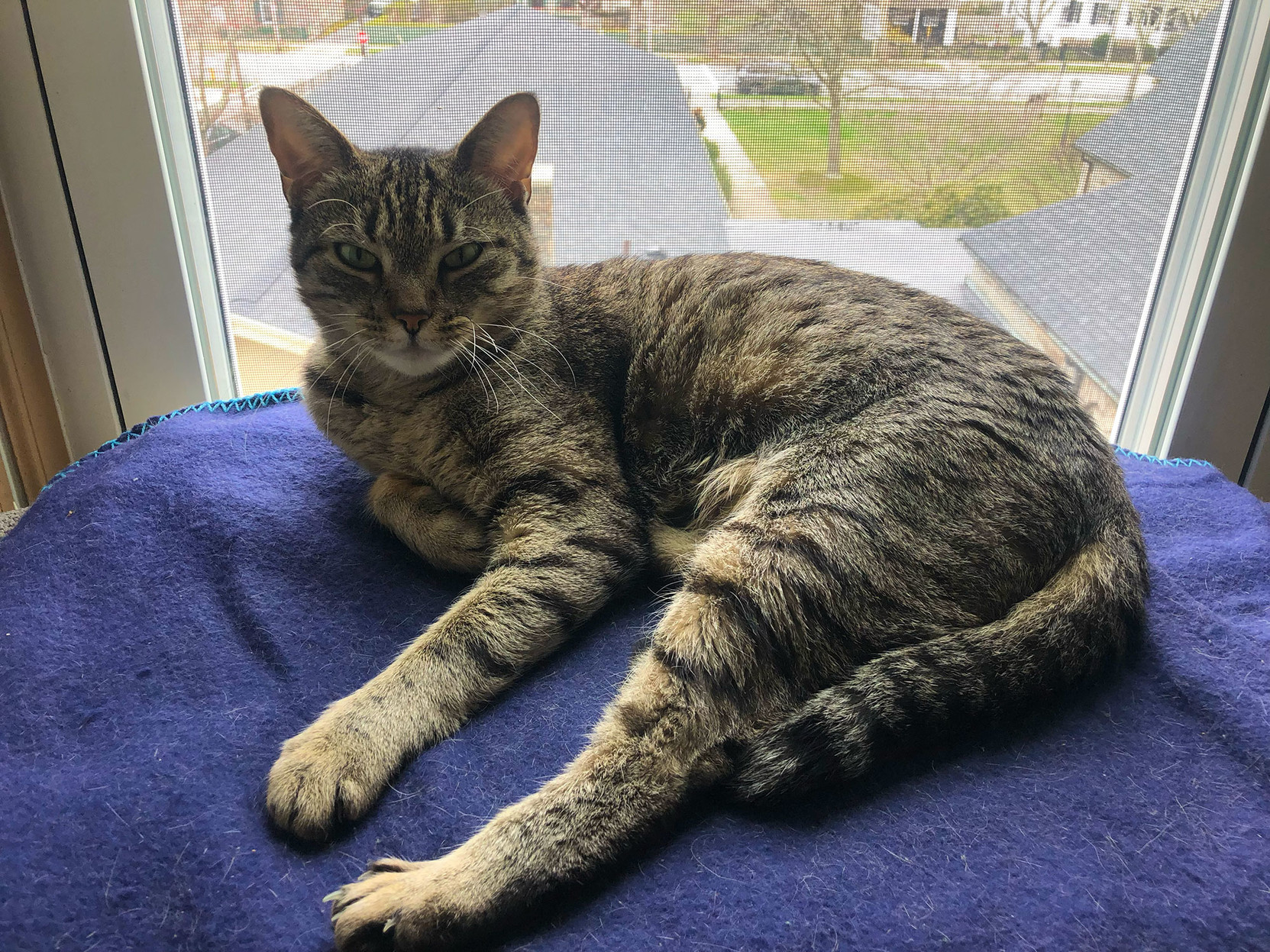 Lola hanging out by an open window (with screen, of course). She loves it!