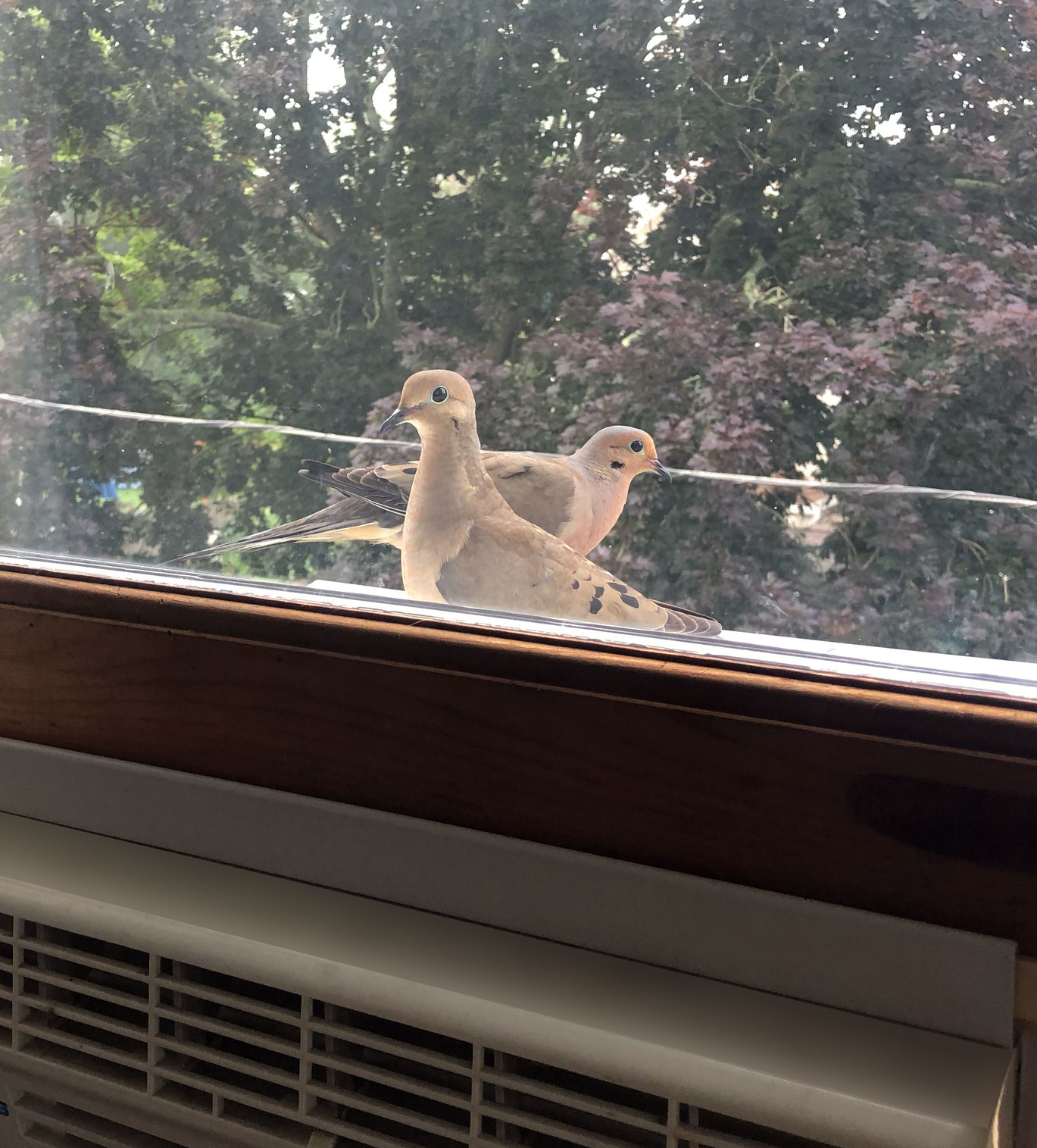 A pair of mourning doves, visiting on the living room air conditioner.