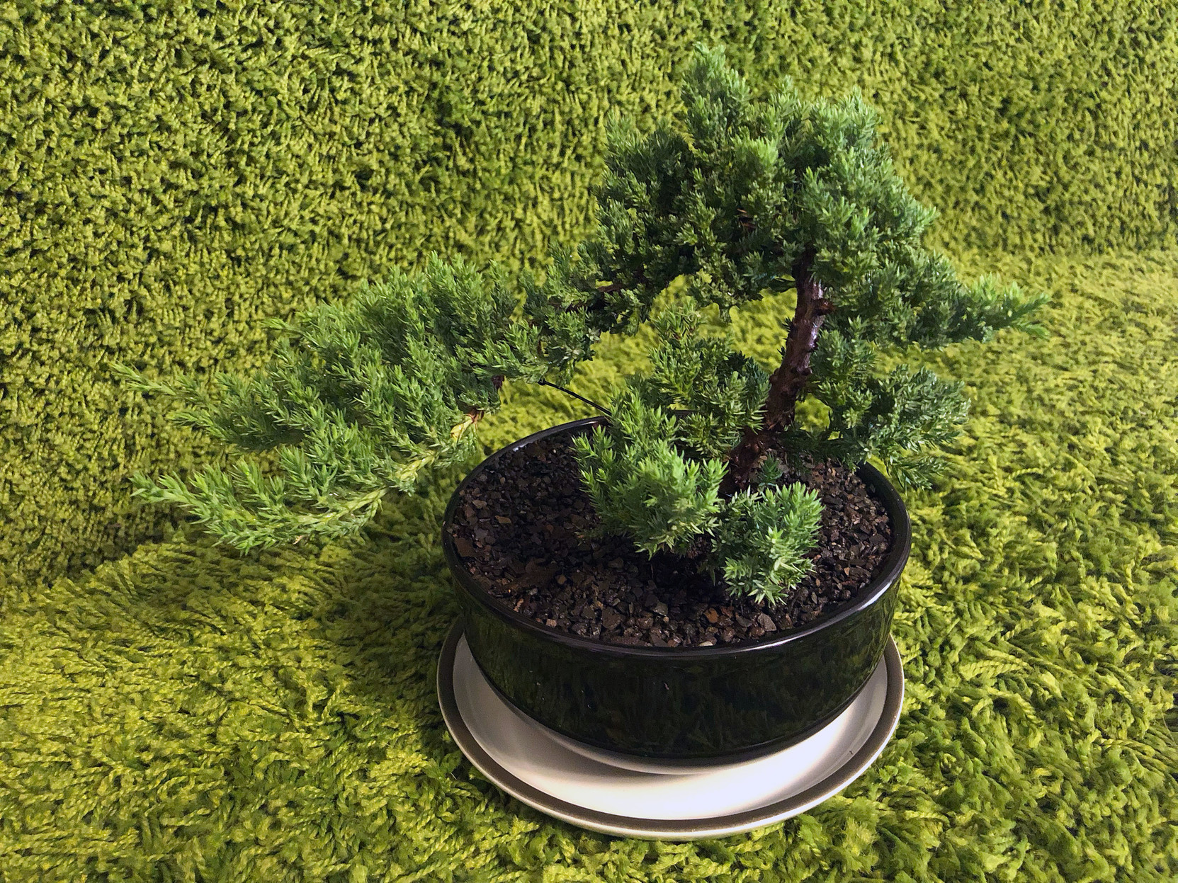 My new sweet little juniper bonsai!