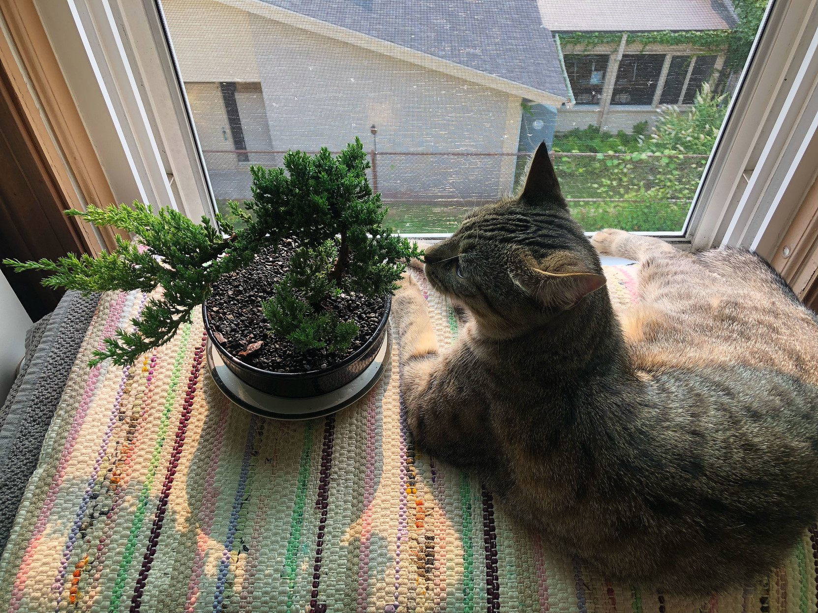 Lola and the new bonsai, taking in the sun.