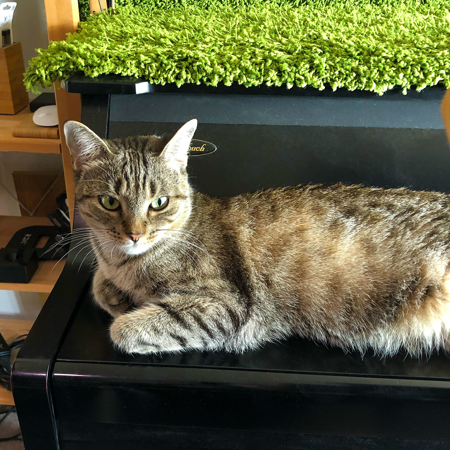 Lola perched on the old Yamaha piano.