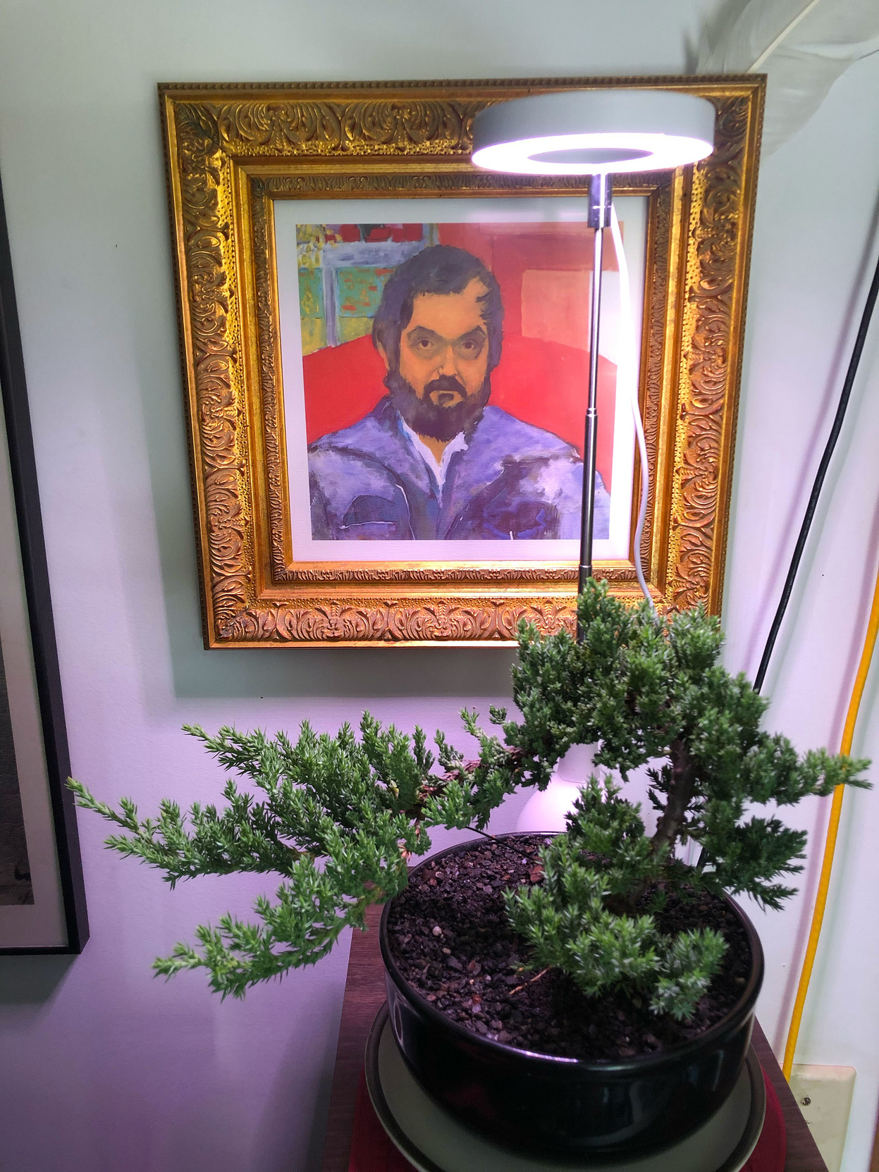 Stanley Kubrick keeps an eye on my bonsai.