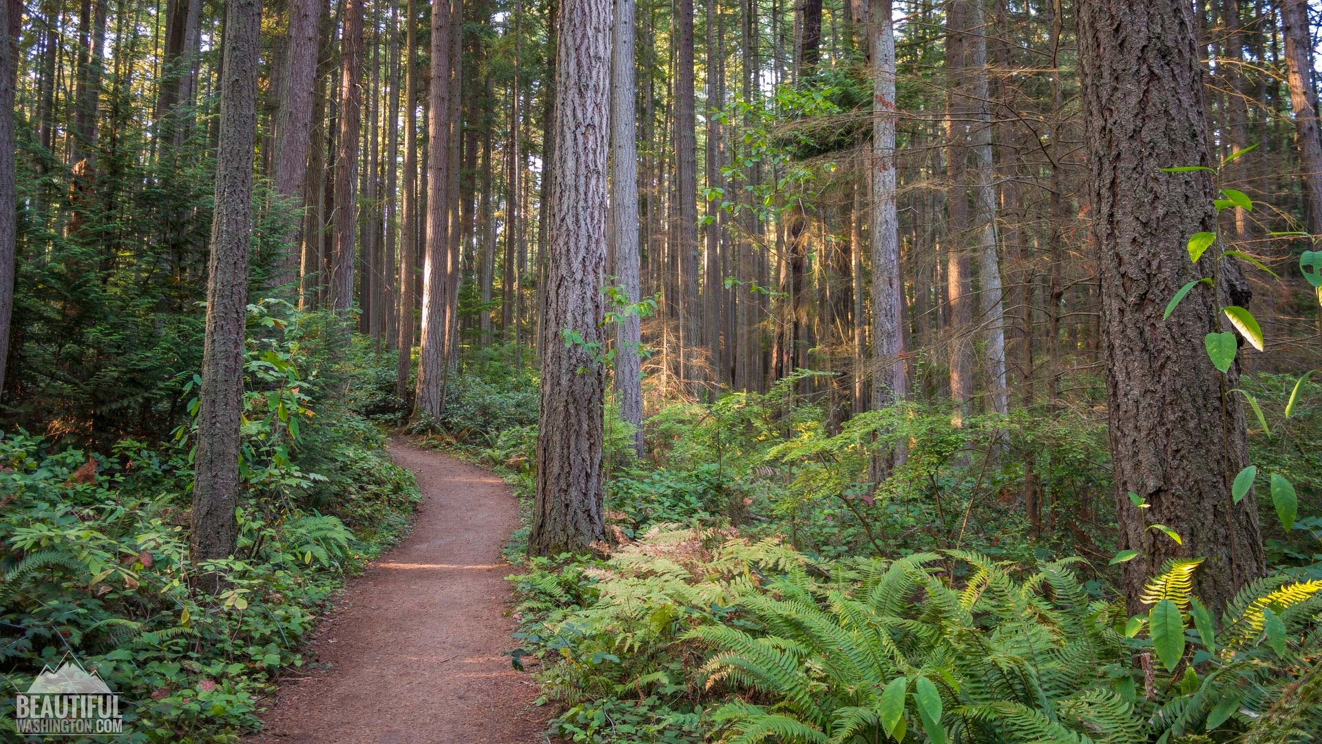 An idealized view of Bridle Trails state park. (There’s no mud!) Photo from a Washington State tourism website.