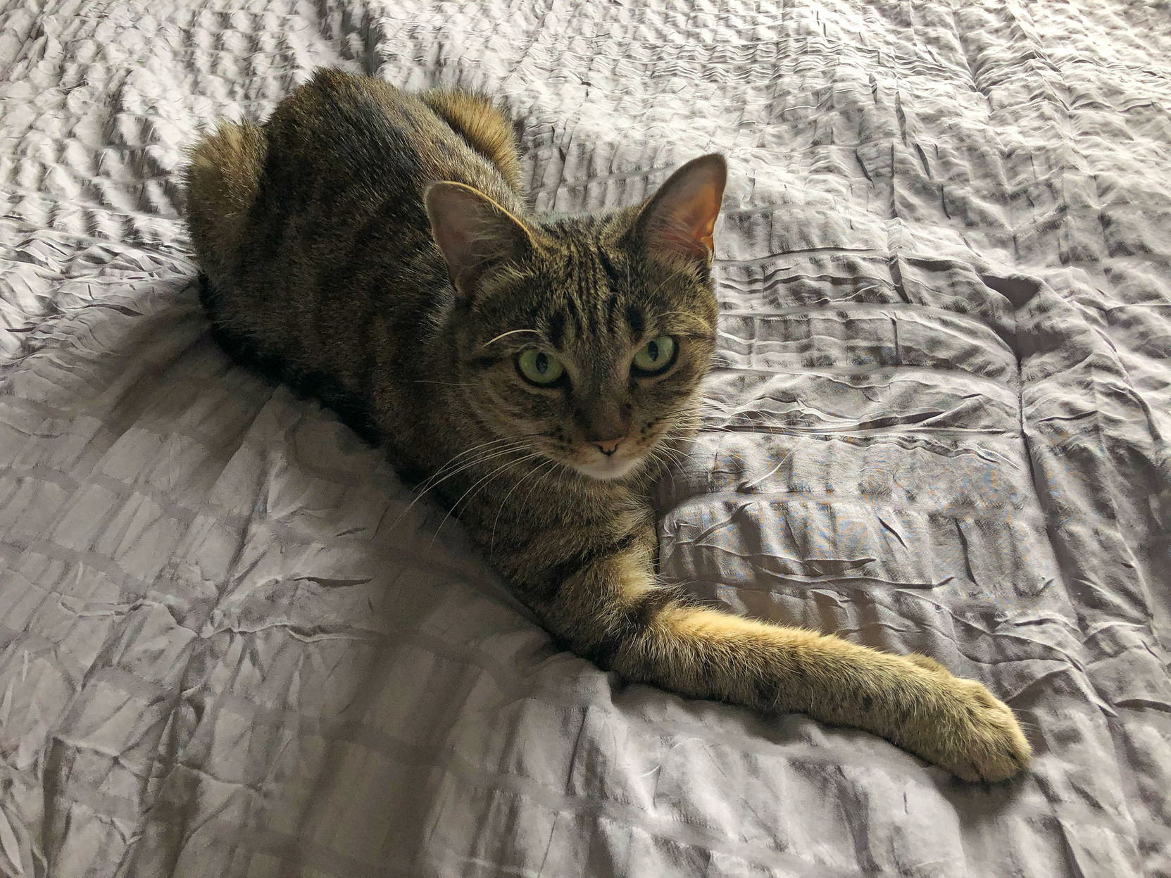 Lola investigates her new comforter, in the morning sun.