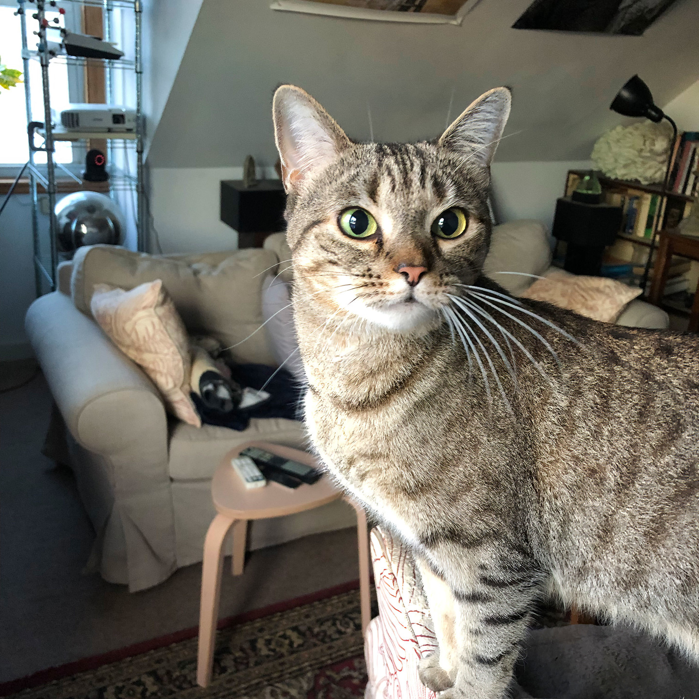 Lola Falafel stands up on her chair, getting a good look at the frozen desolation outside.